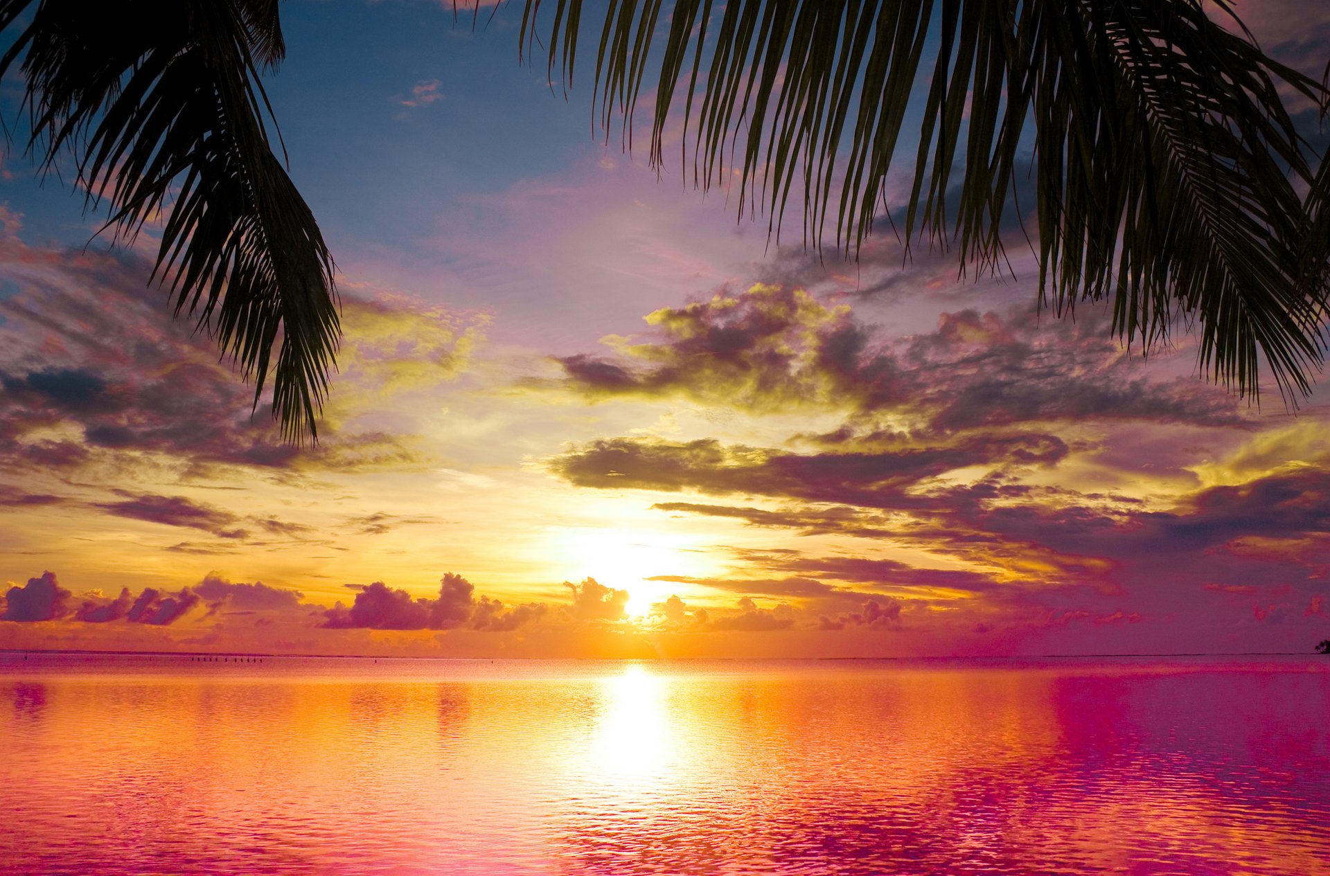 unset between palms sea beautiful nature landscape water sky clouds scene sunset between palm trees stage