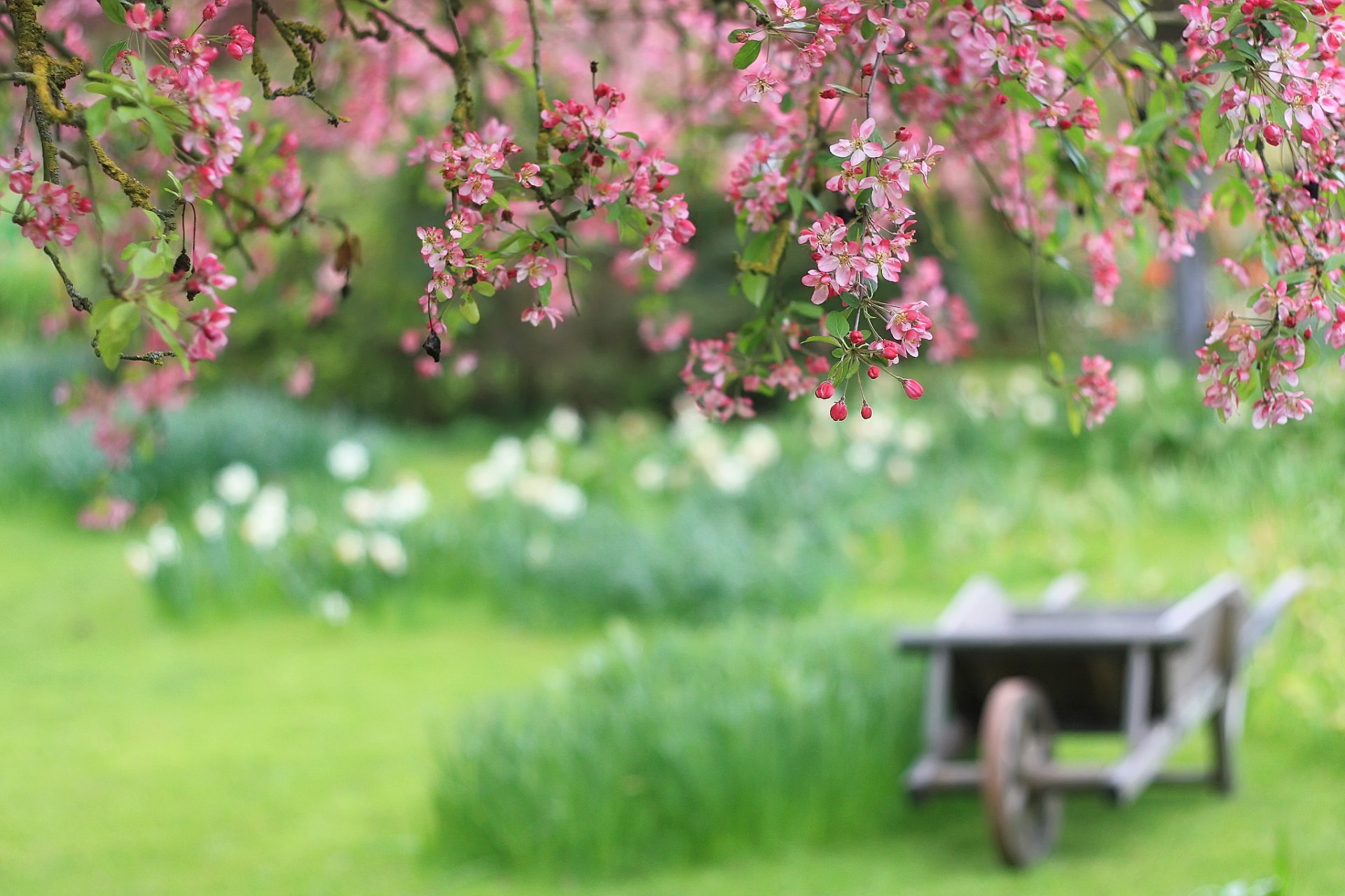 branch flower cherry pink petals wagon blur