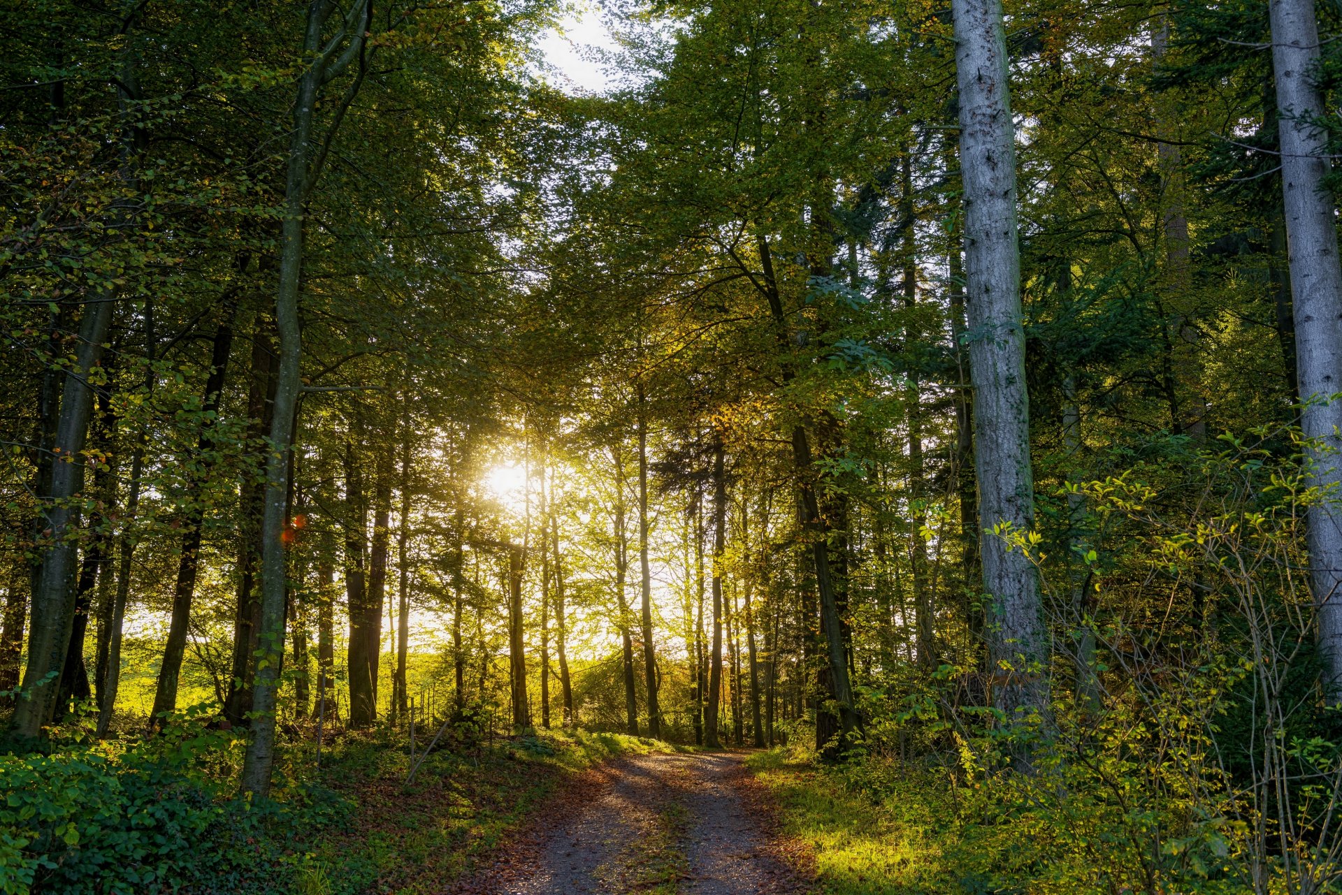 schweiz bäume straße wald