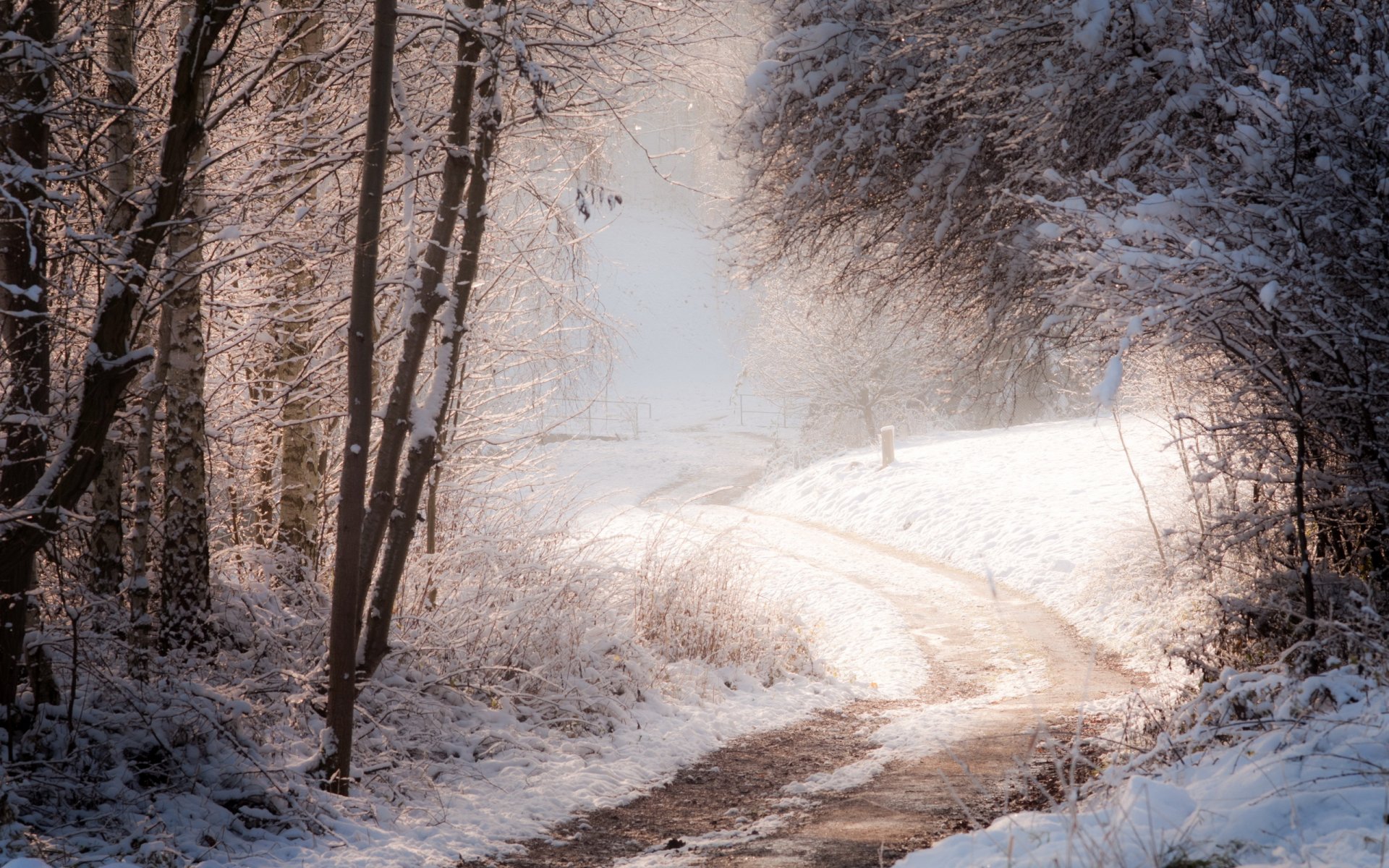 inverno foresta strada natura