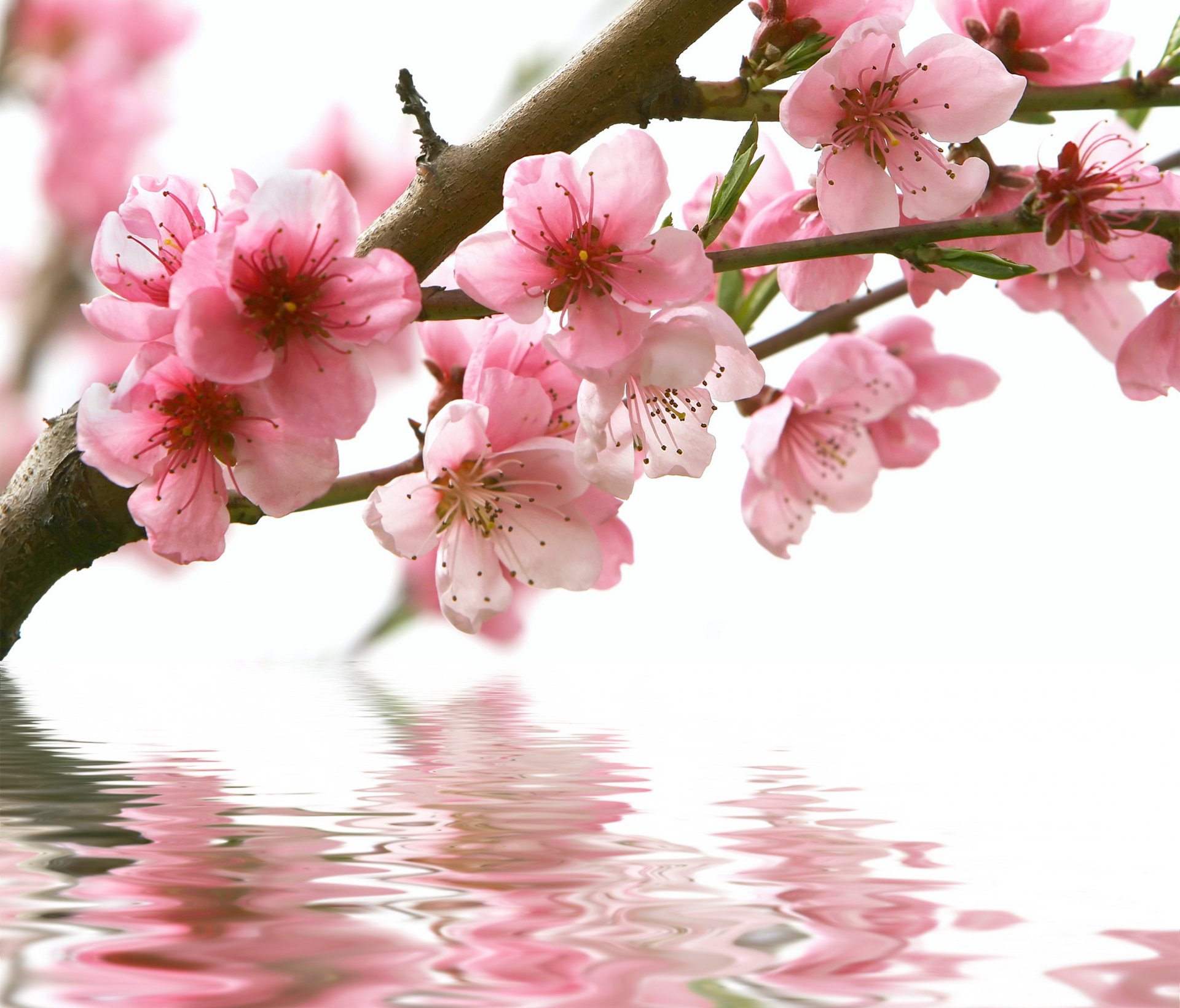 pring sakura branch flower pink water reflection