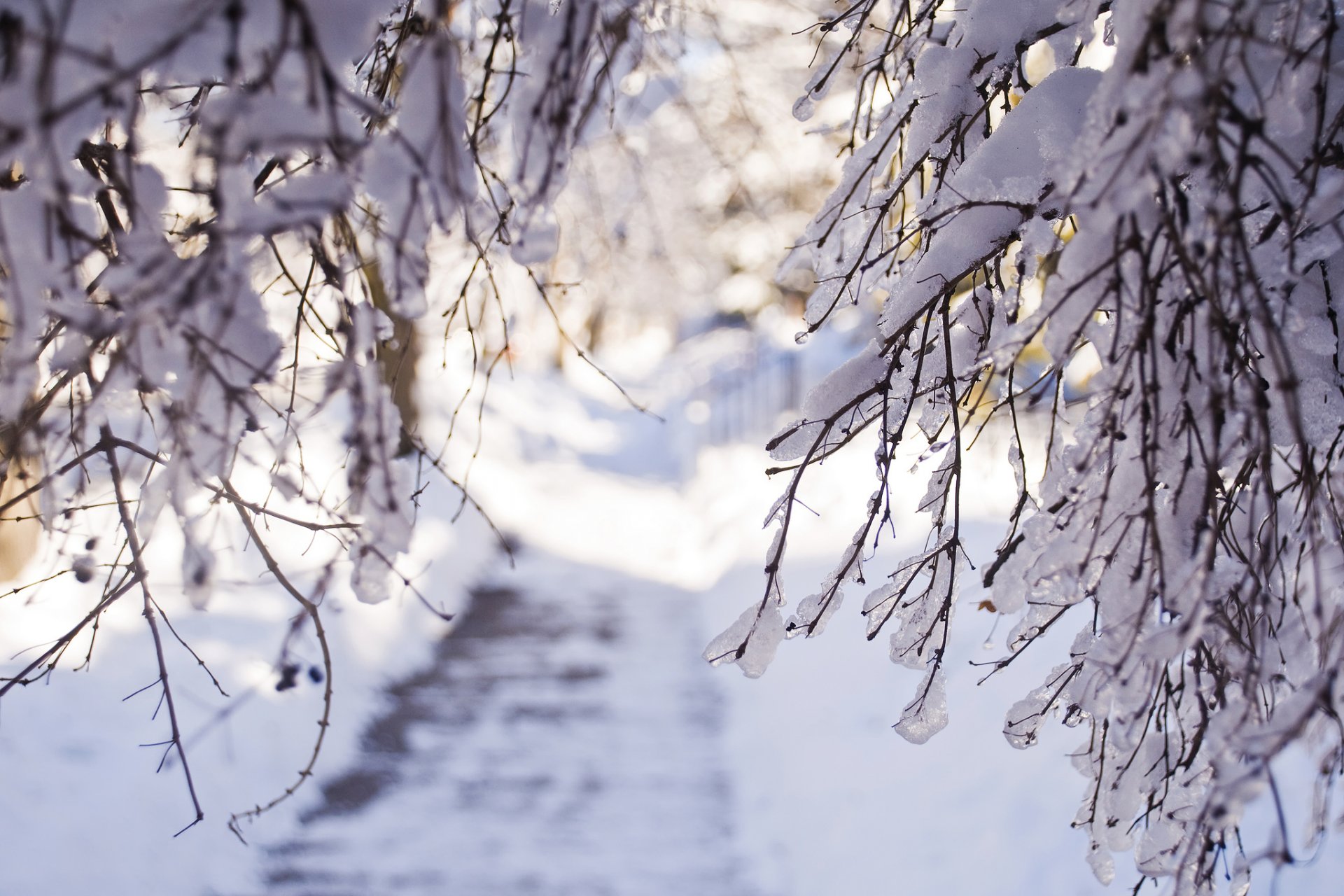 invierno nieve ramas luz