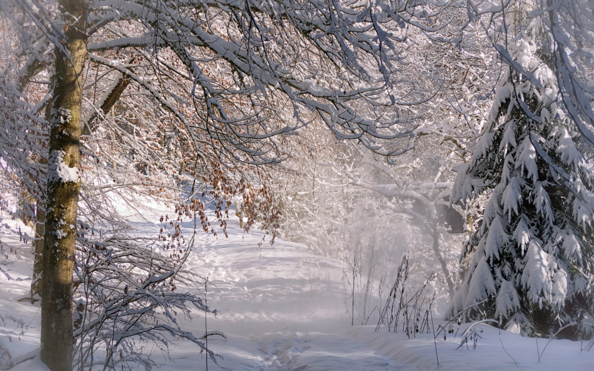 invierno bosque naturaleza