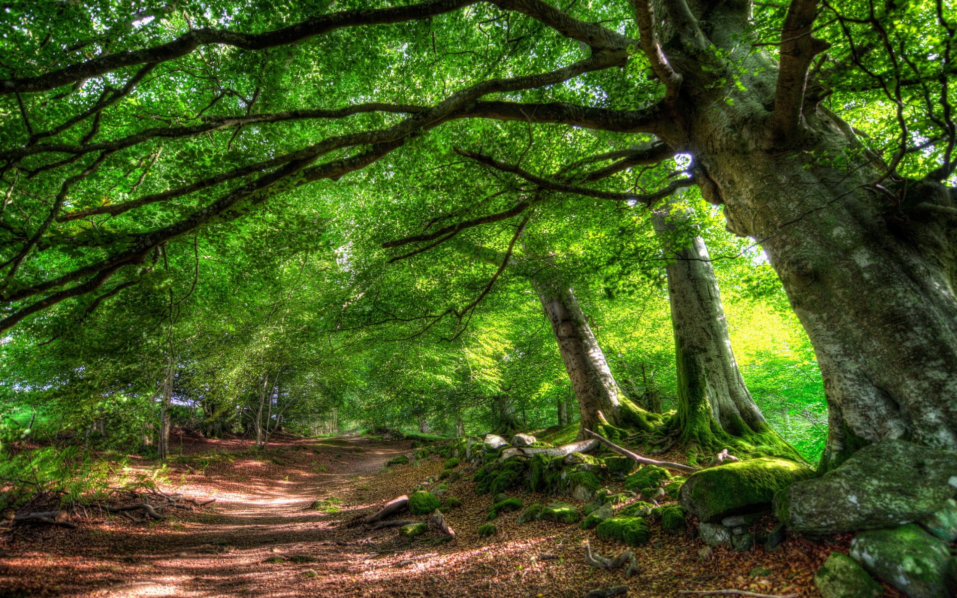 road tree summer nature