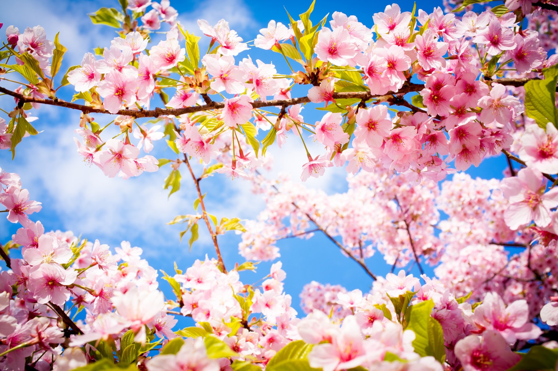 sakura fioritura fiori ramo primavera