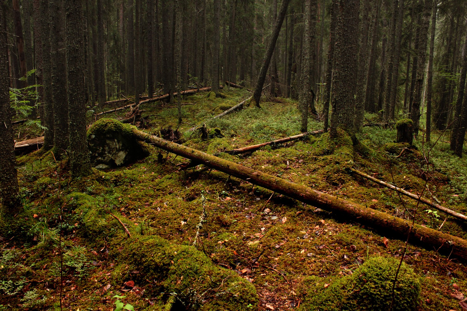 wald blätter bäume moos