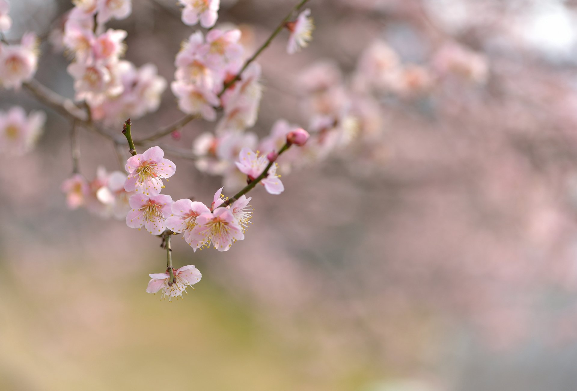 naturaleza árbol floración flores cereza rama enfoque primavera