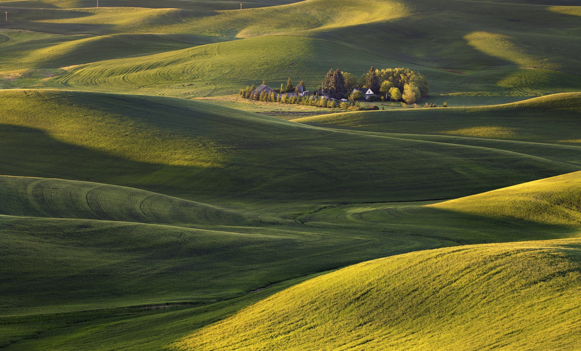 usa washington morgen feld teppich gras bäume hügel