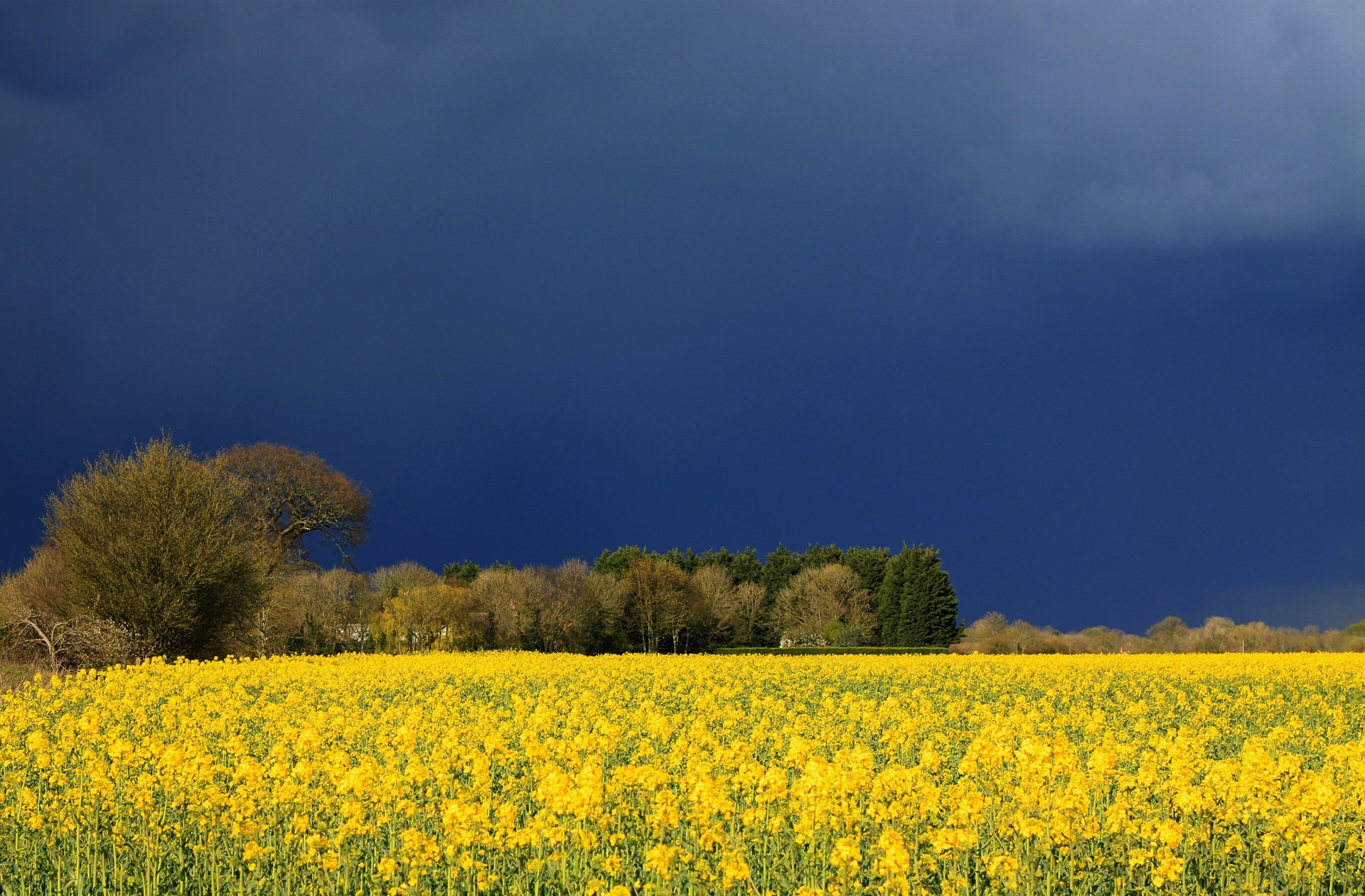 feld blumen gelb wolken himmel