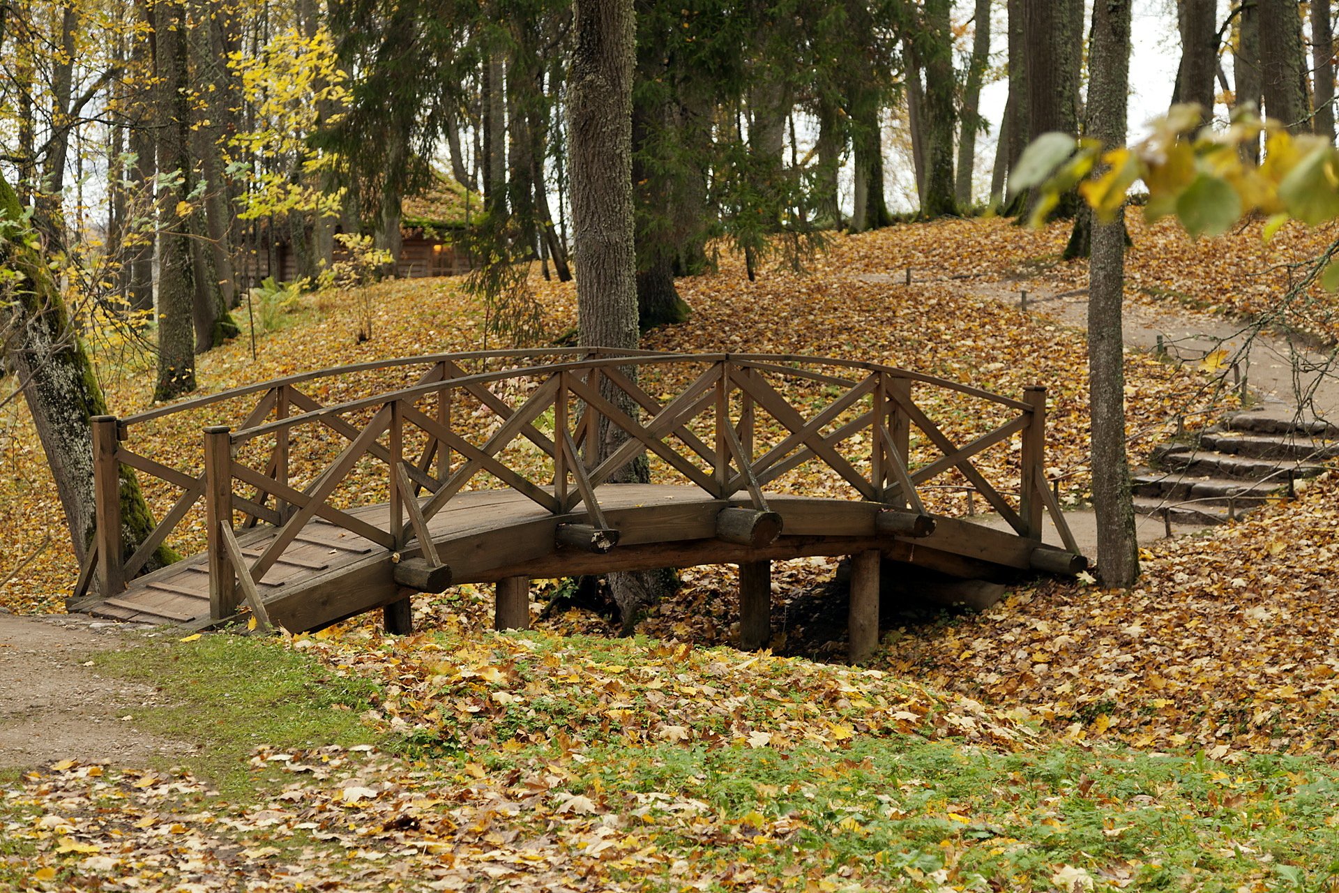 parco autunno natura ponte