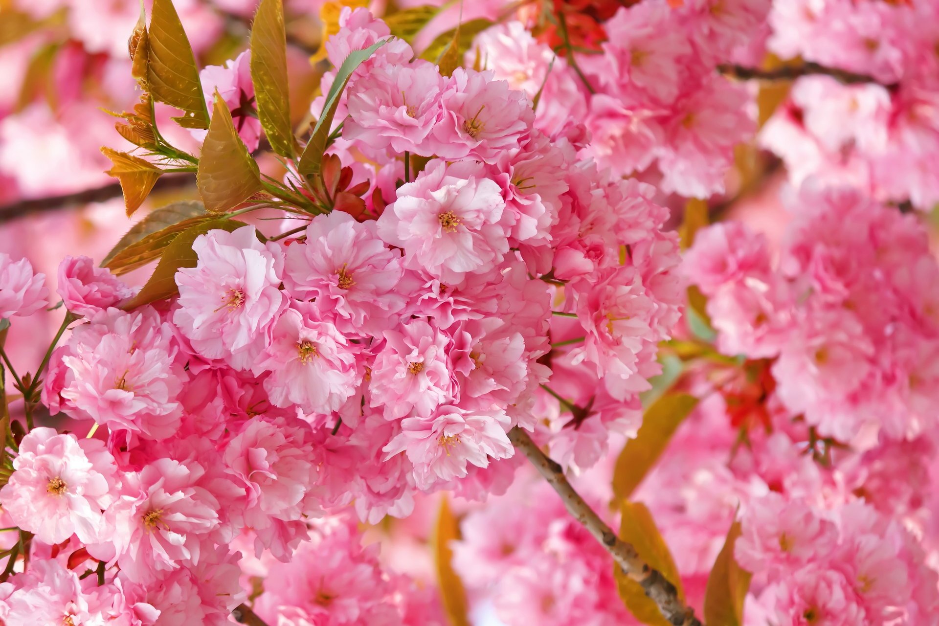 frühling blumen rosa sakura