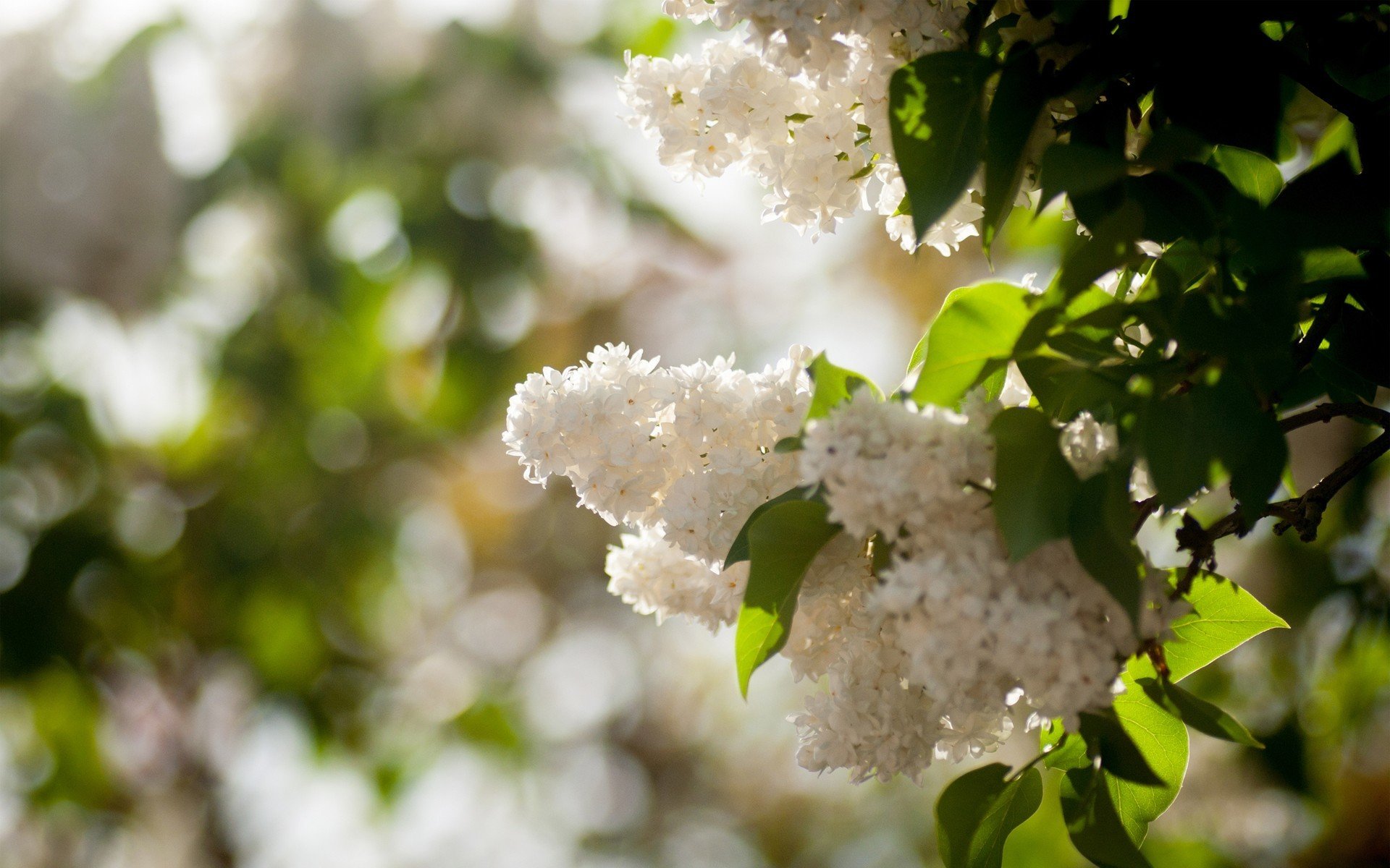 flieder weiß busch sonne frühling