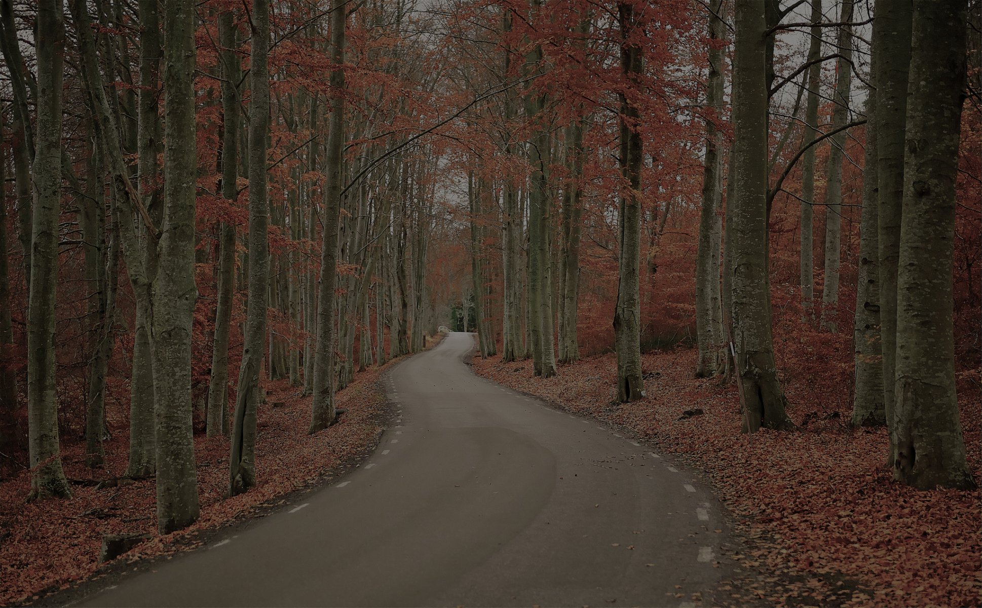 svezia natura autunno foresta alberi strada fogliame pomeriggio accigliato robert gustavsson foto