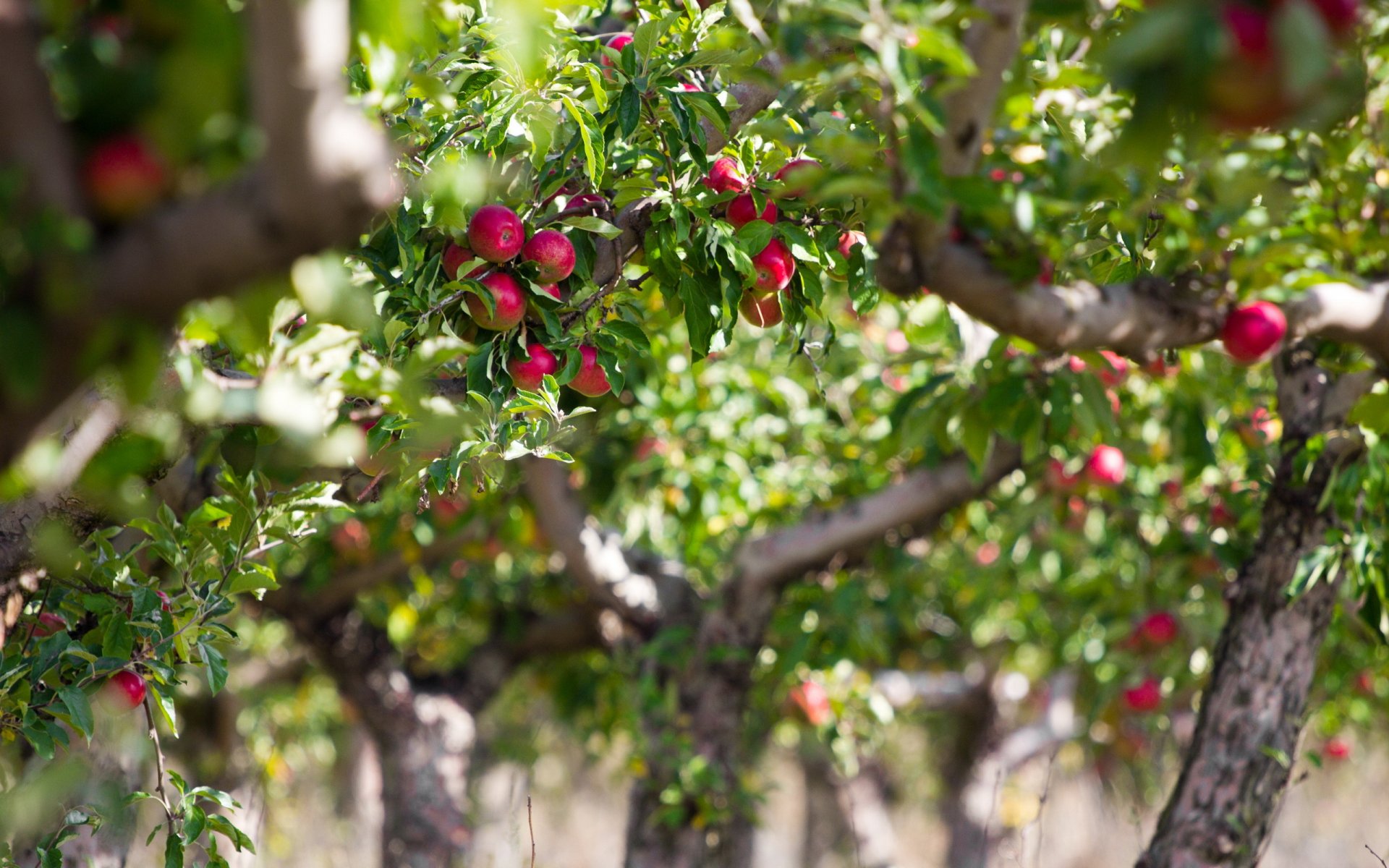 apple apples nature