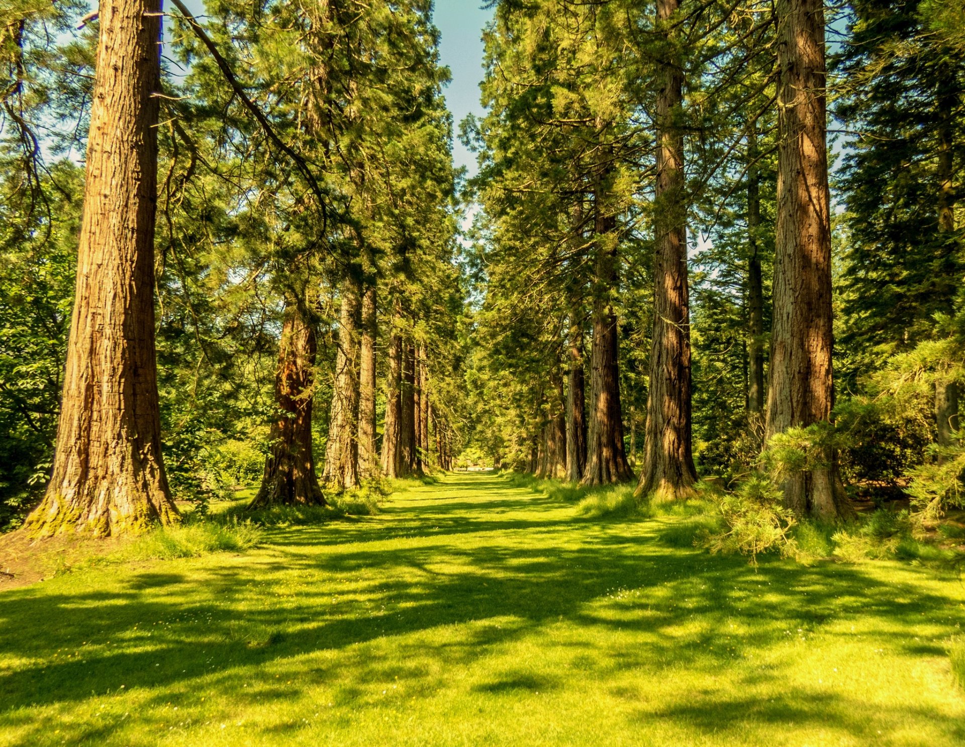 natura foresta estate alberi