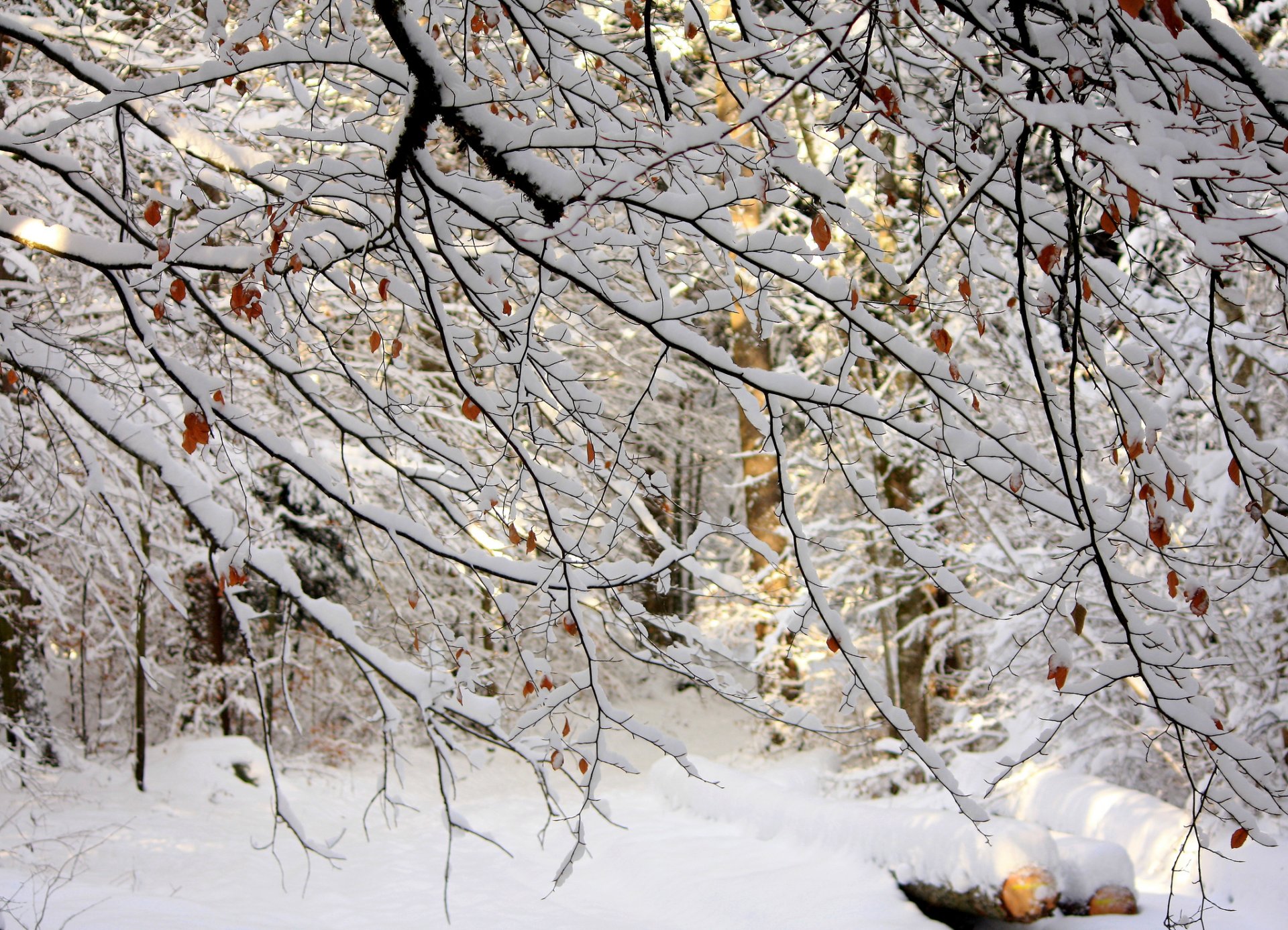 bäume zweige blätter schnee winter wald natur