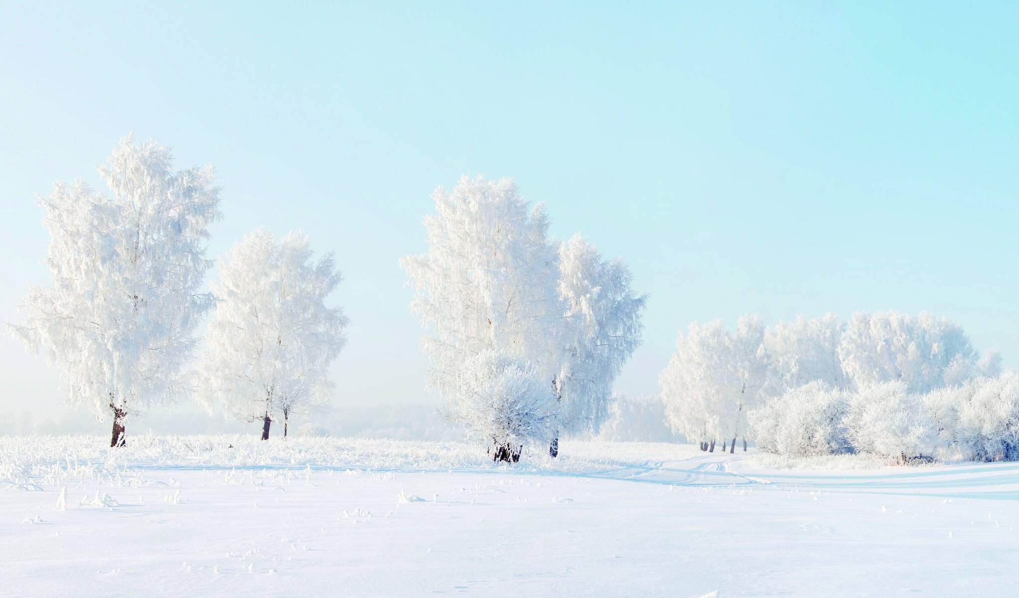 arbres gel hiver neige