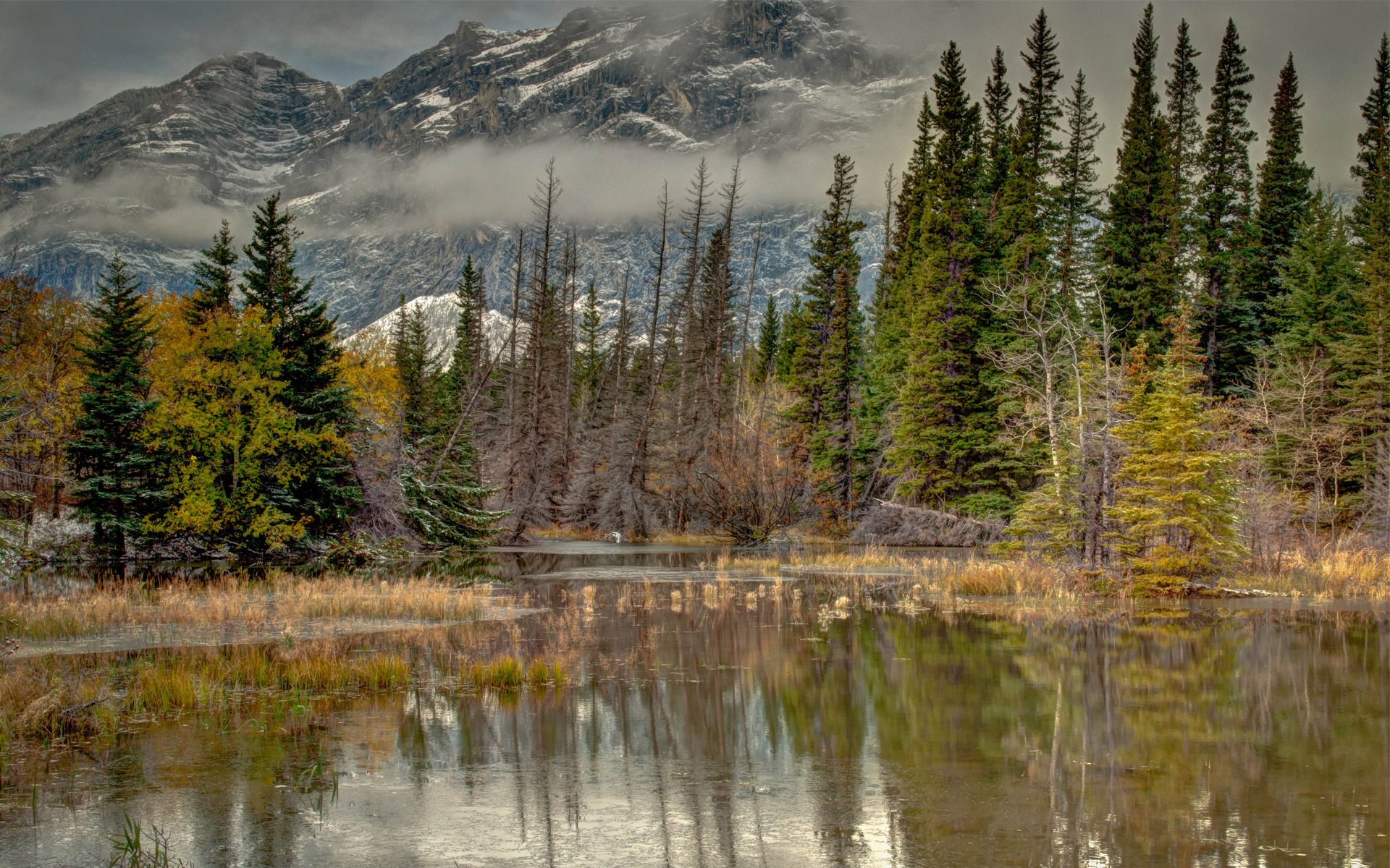 nature autumn tree mountain water pond lake fog spruce reflection