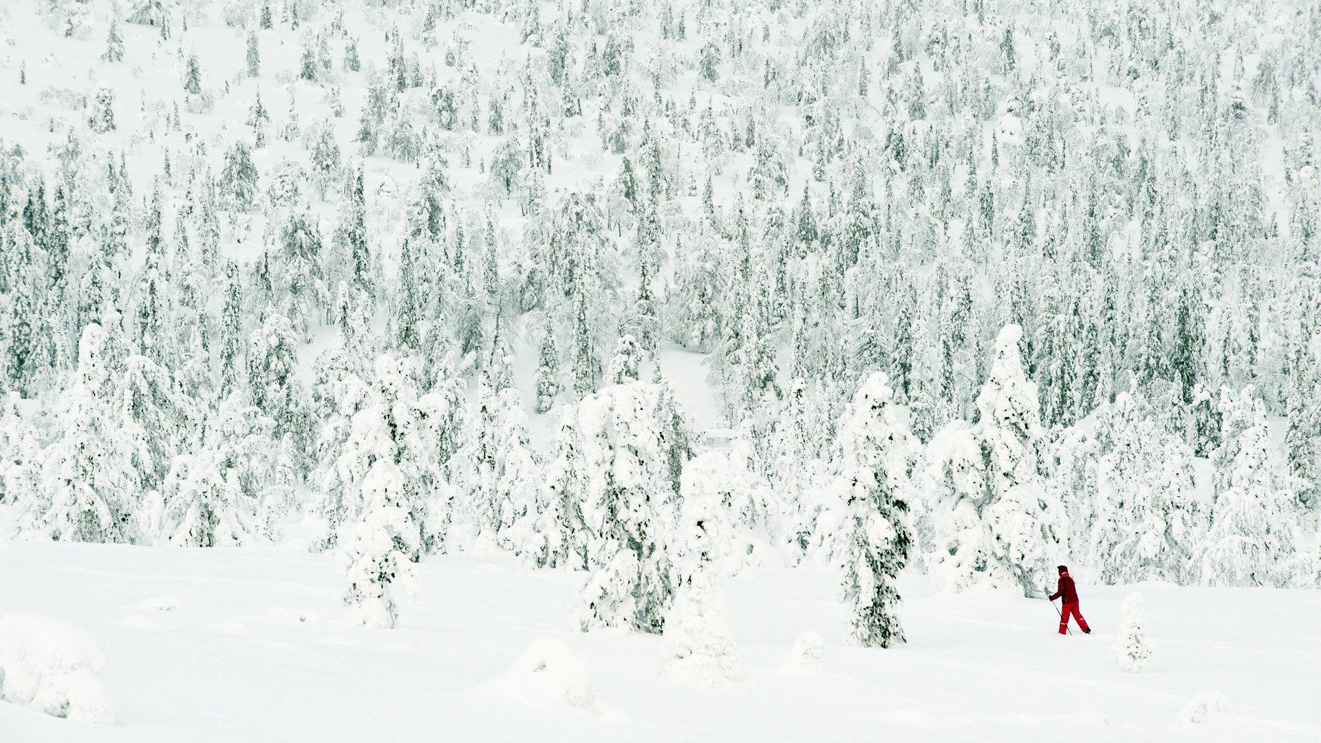 neige hiver forêt arbres aiguilles de pin skieur bâton ski blanc froissé rouge costume