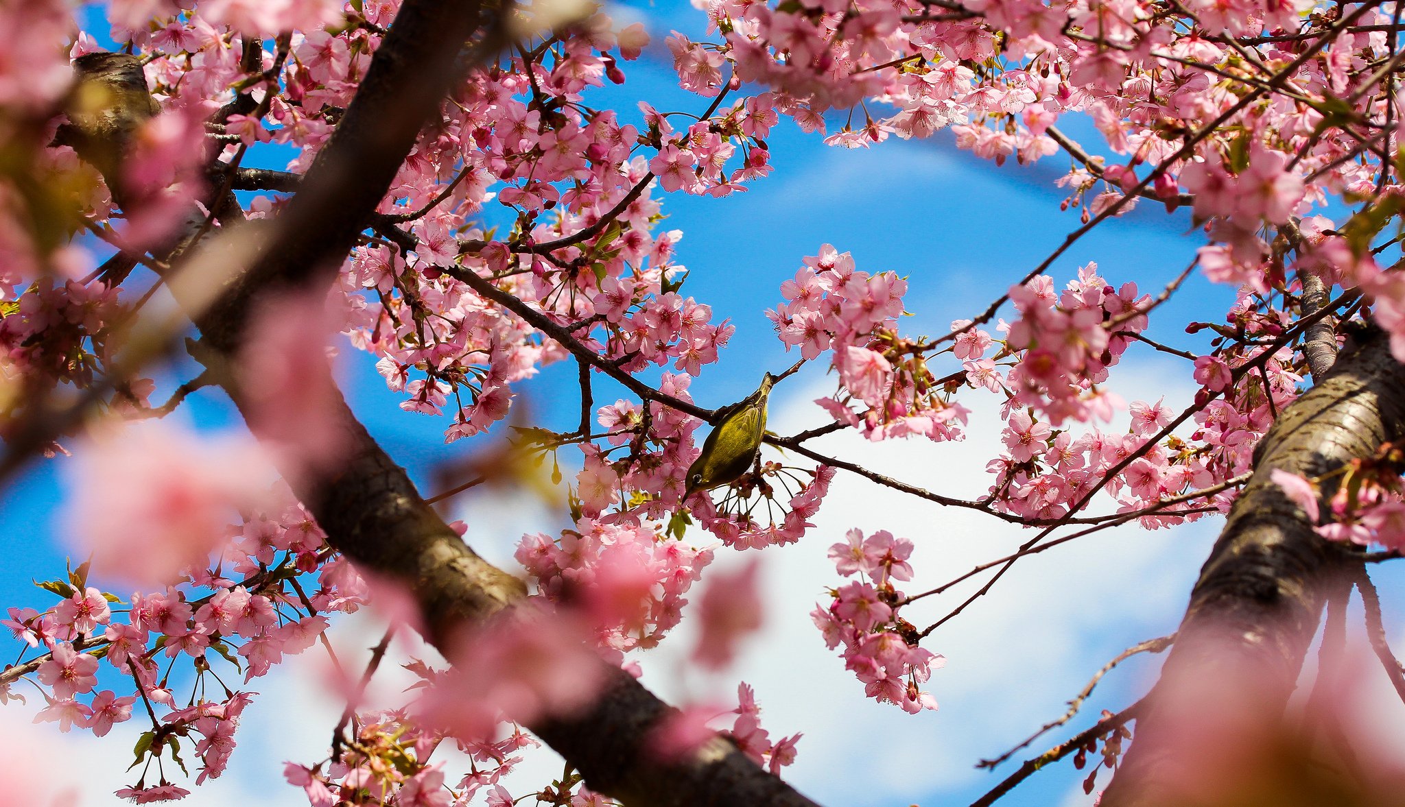 japan tokio park bäume sakura blüte blumen rosa vogel zweige natur frühling