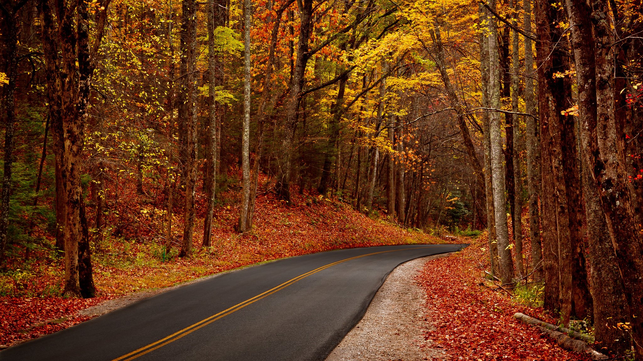 blätter bäume wald park herbst zu fuß hdr natur straße