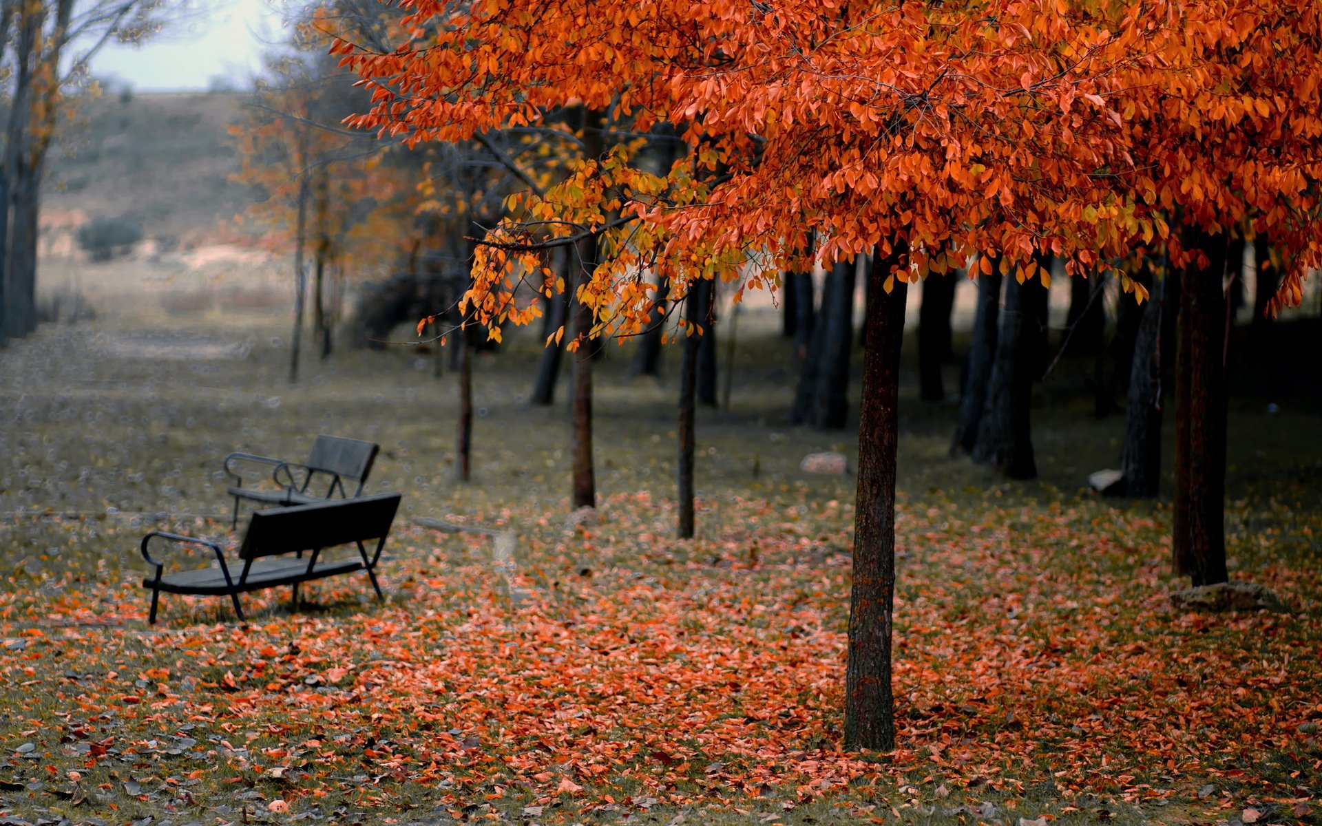 park bench autumn