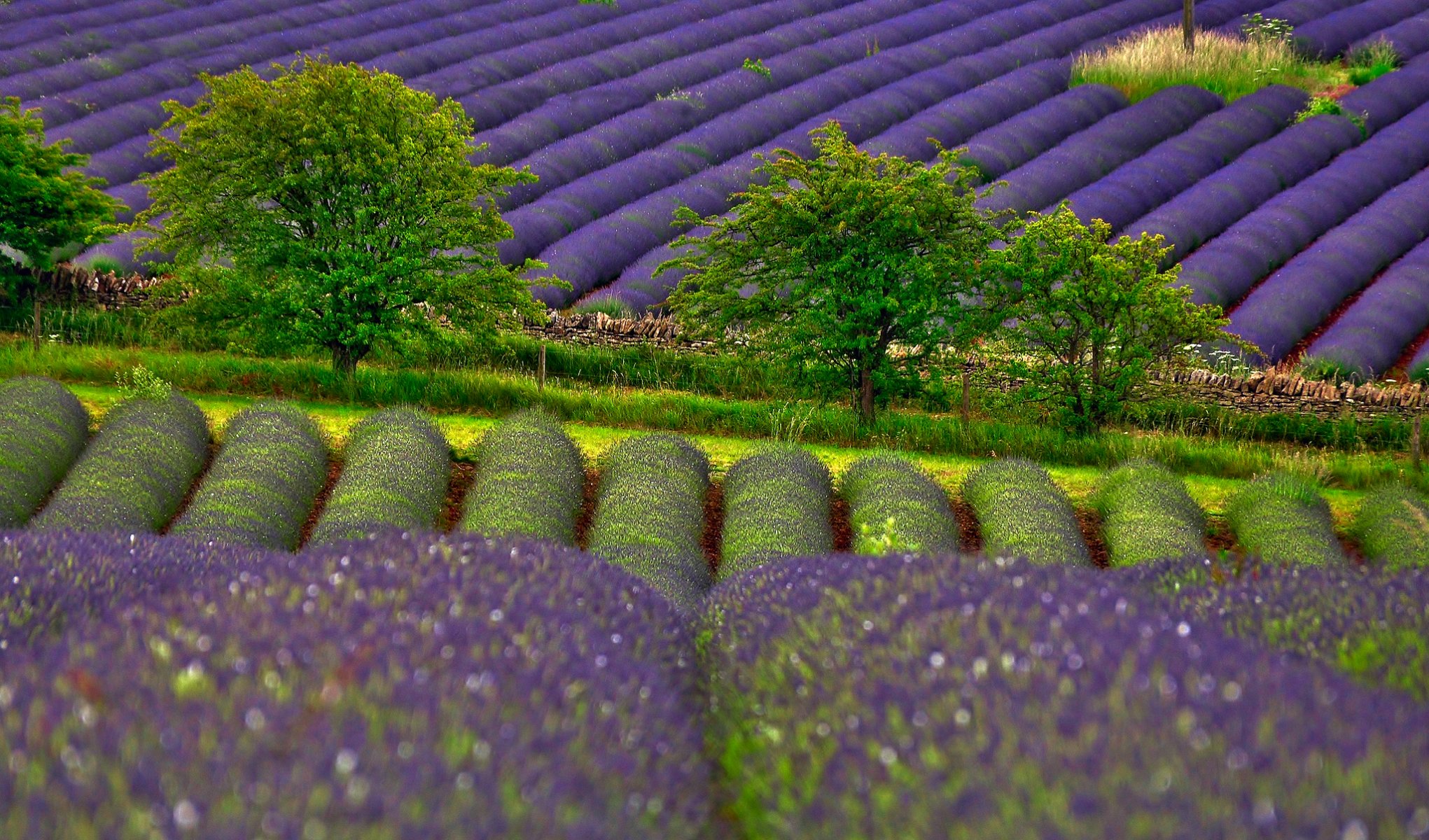 natur felder lavendel bäume