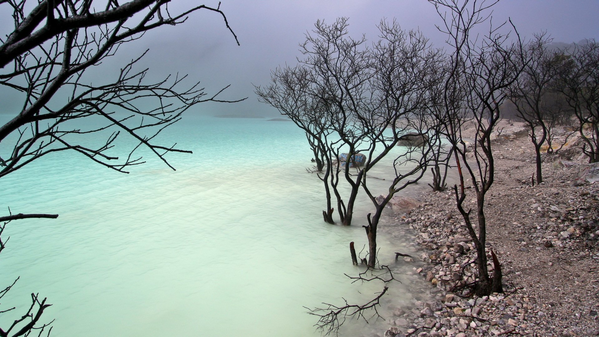 lake beach tree nature