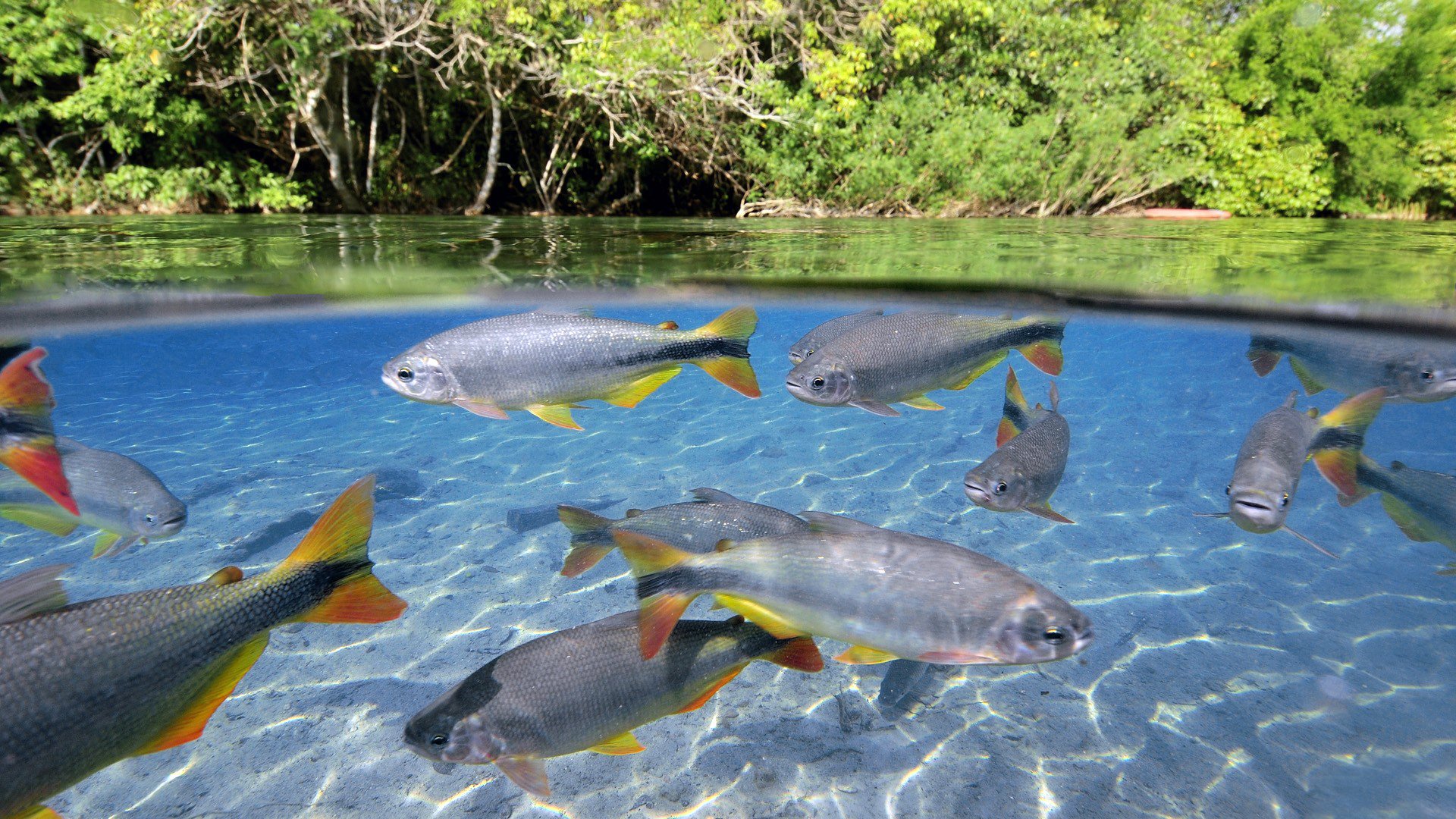 wasser wellen rudel fische pfosten schwanz flossen oberfläche wald vegetation tropen