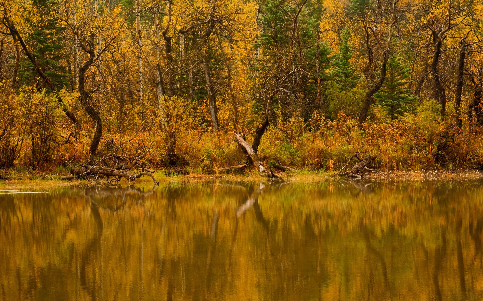 natura fiume alberi foresta acqua autunno