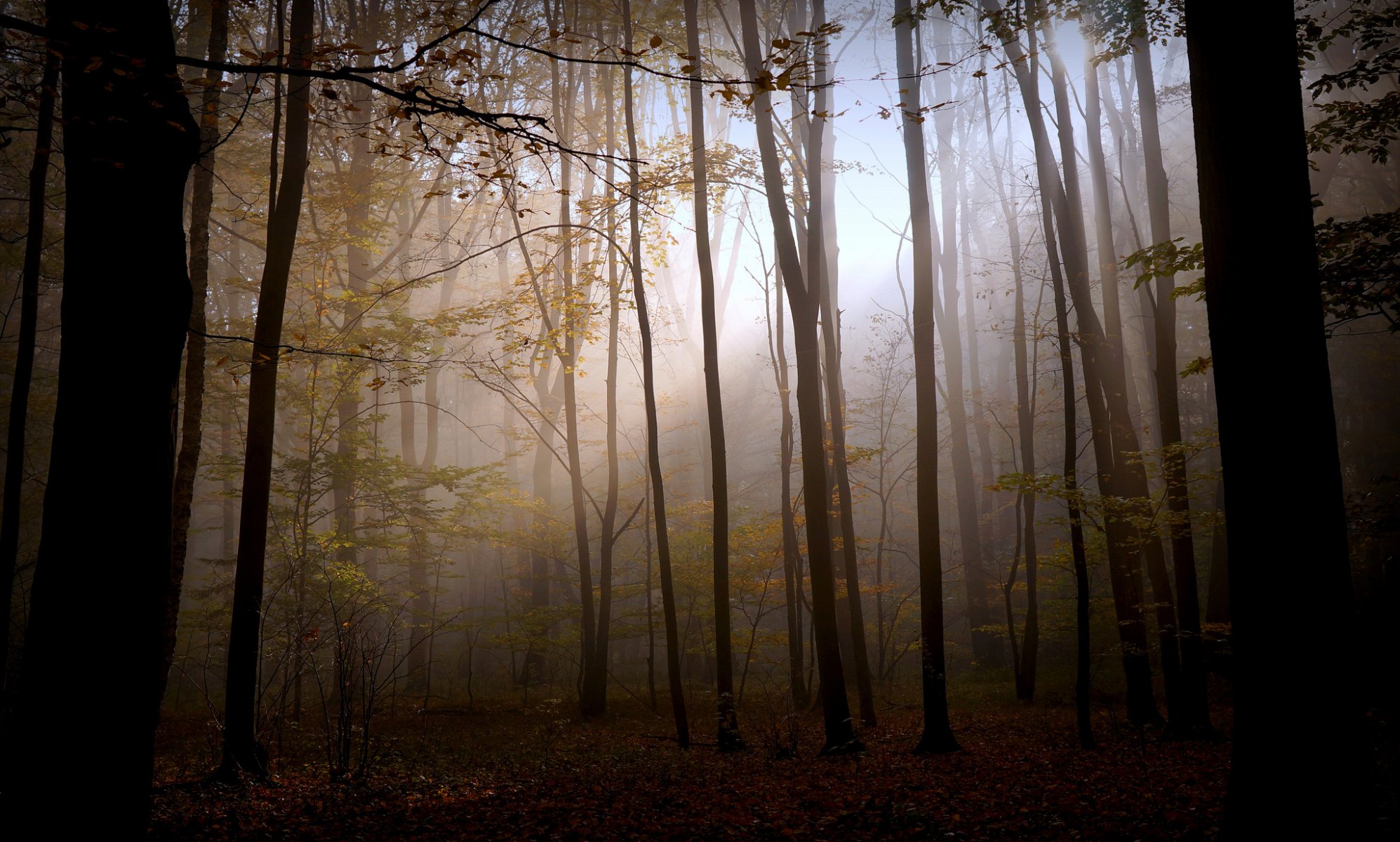 natura foresta oscurità luce autunno