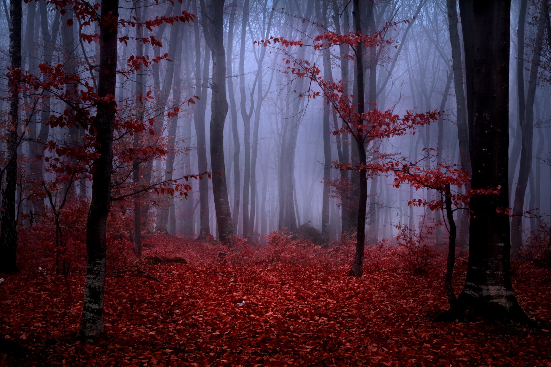 foresta nebbia autunno alberi rami foglie bordeaux rosso natura