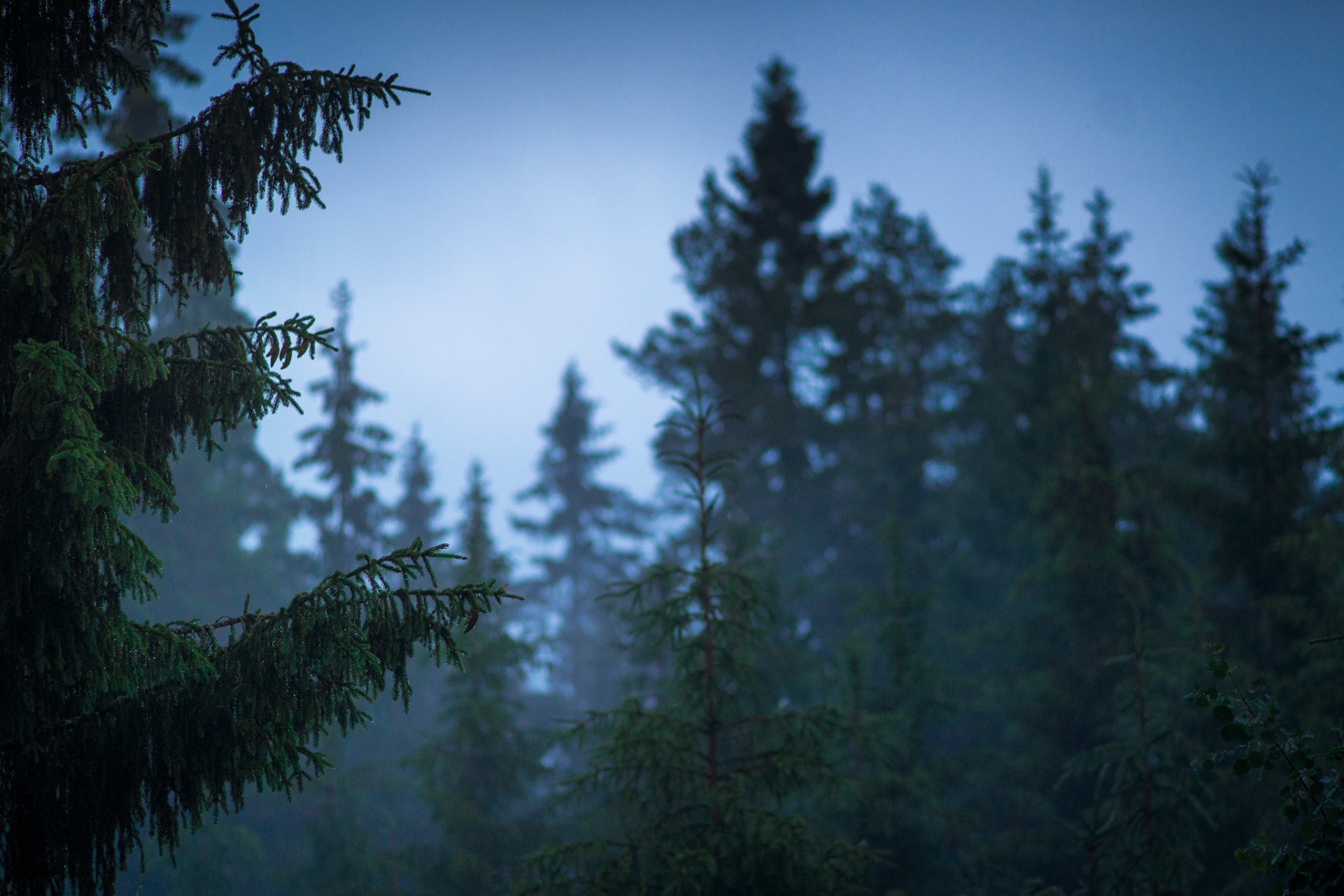 finlandia natura las po deszczu lato yaakko paarvala zdjęcia