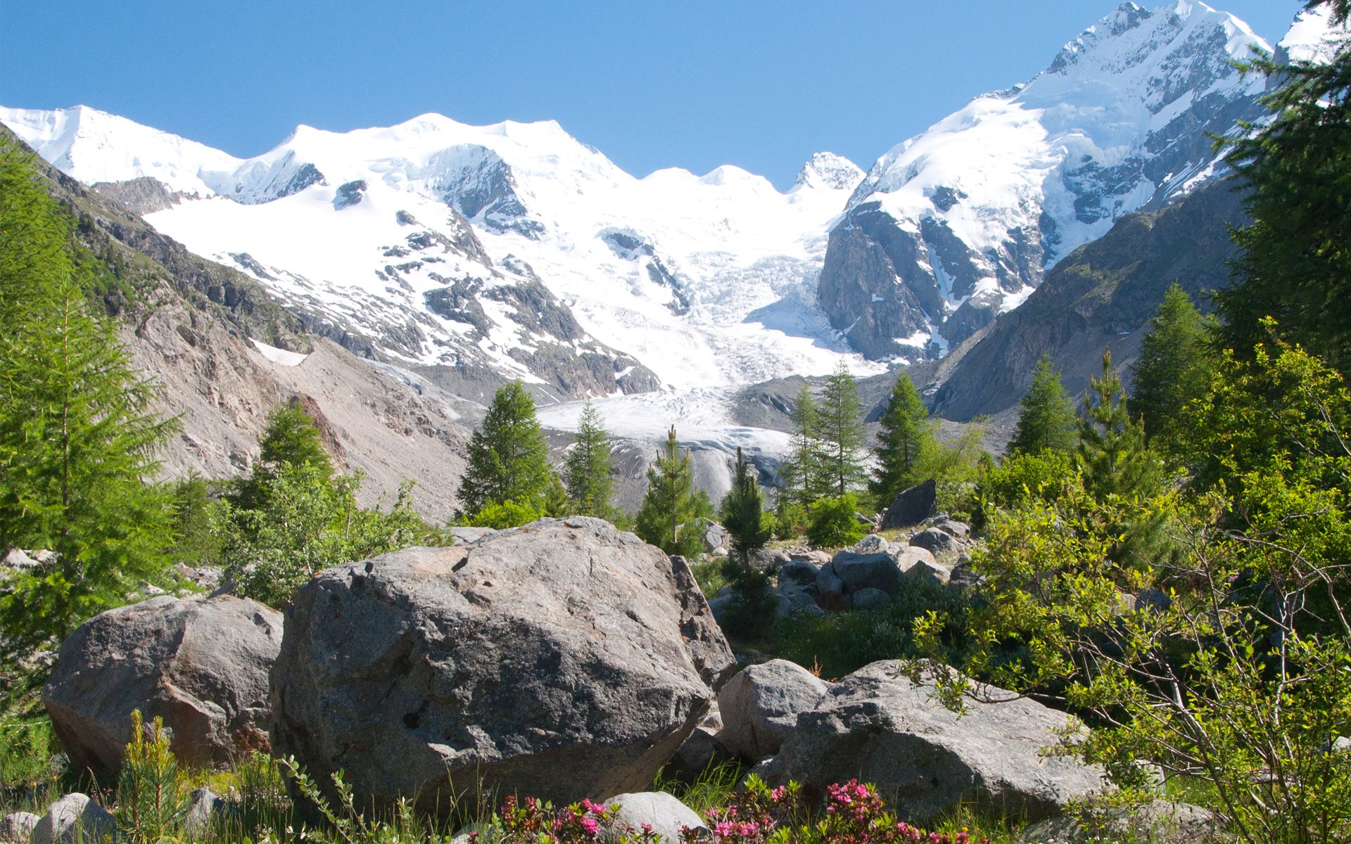 montagnes sommets neige pierres herbe fleurs