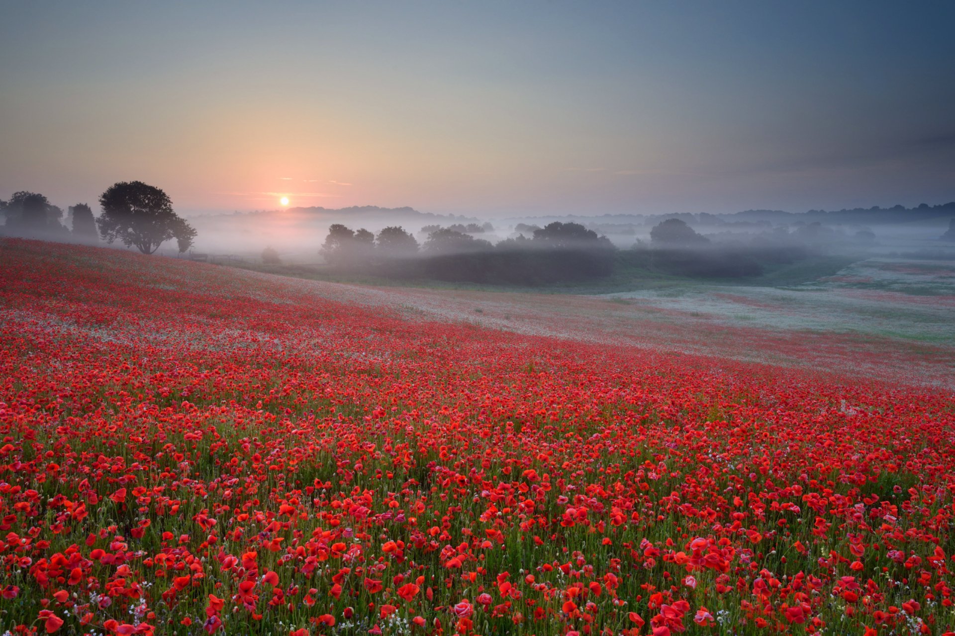 campo amapolas rojo flores árboles niebla neblina tarde sol puesta de sol cielo sin nubes