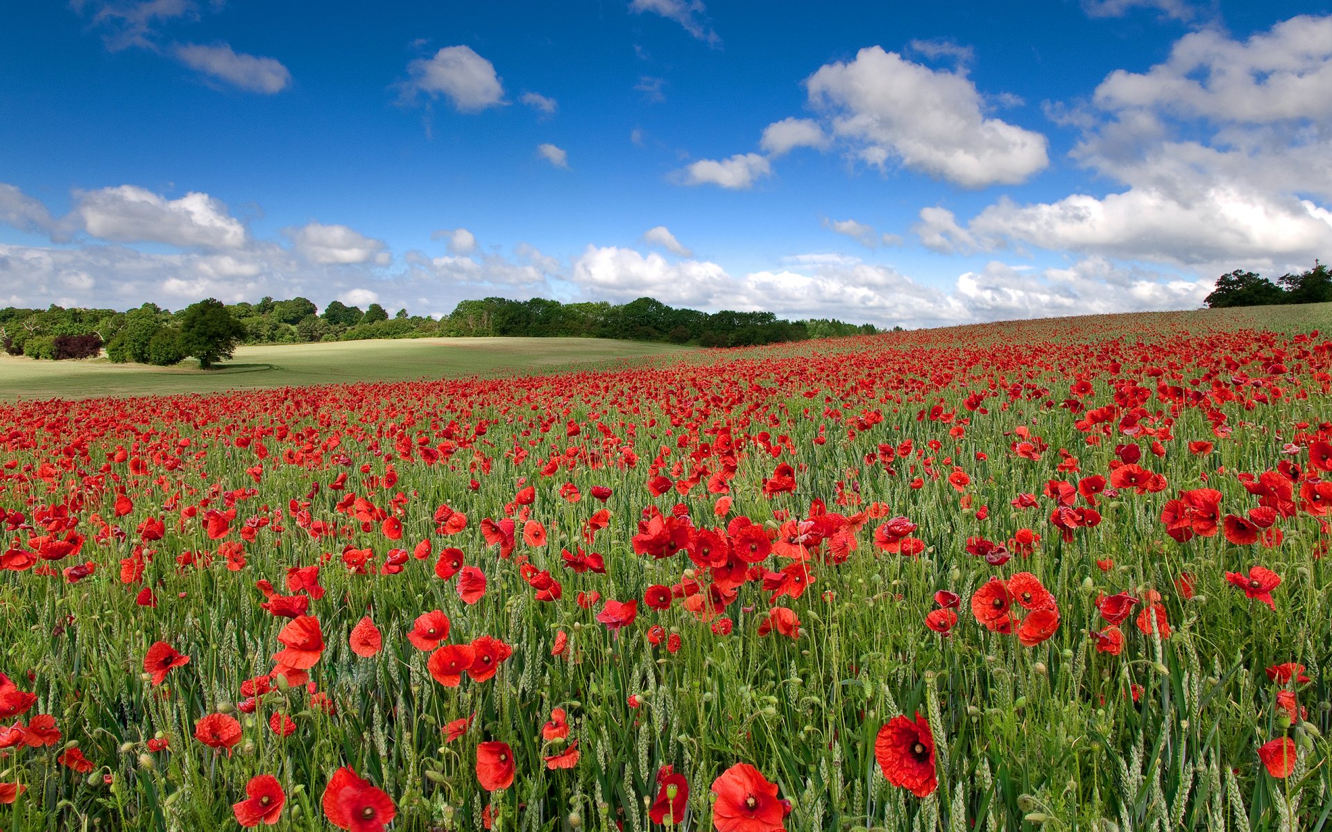 natura cielo nuvole paesaggio fiori papaveri campo