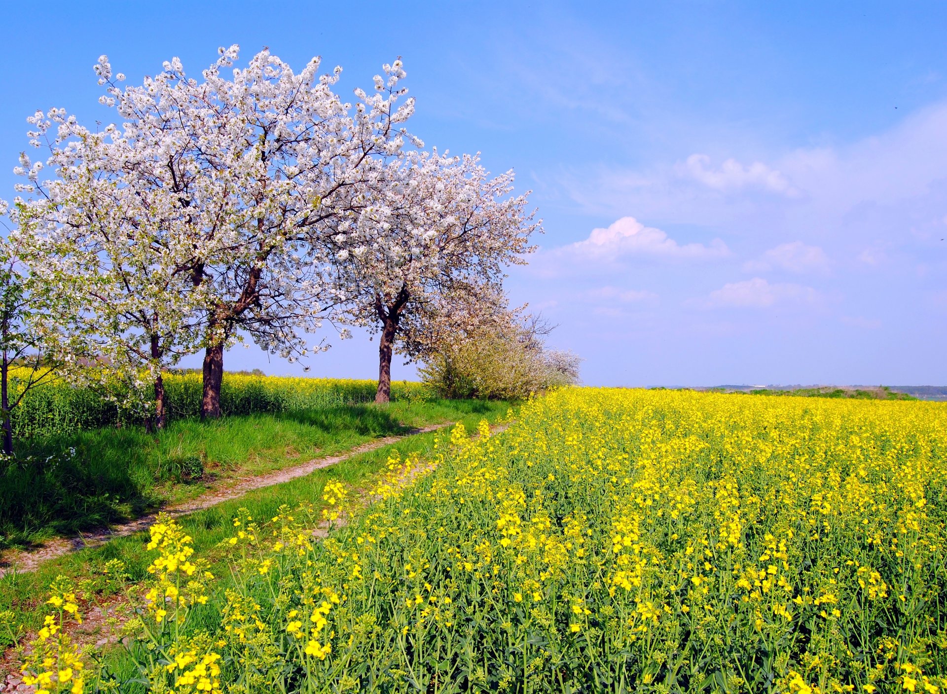 natura germania primavera maggio campo colza alberi colore cielo hans vaupel