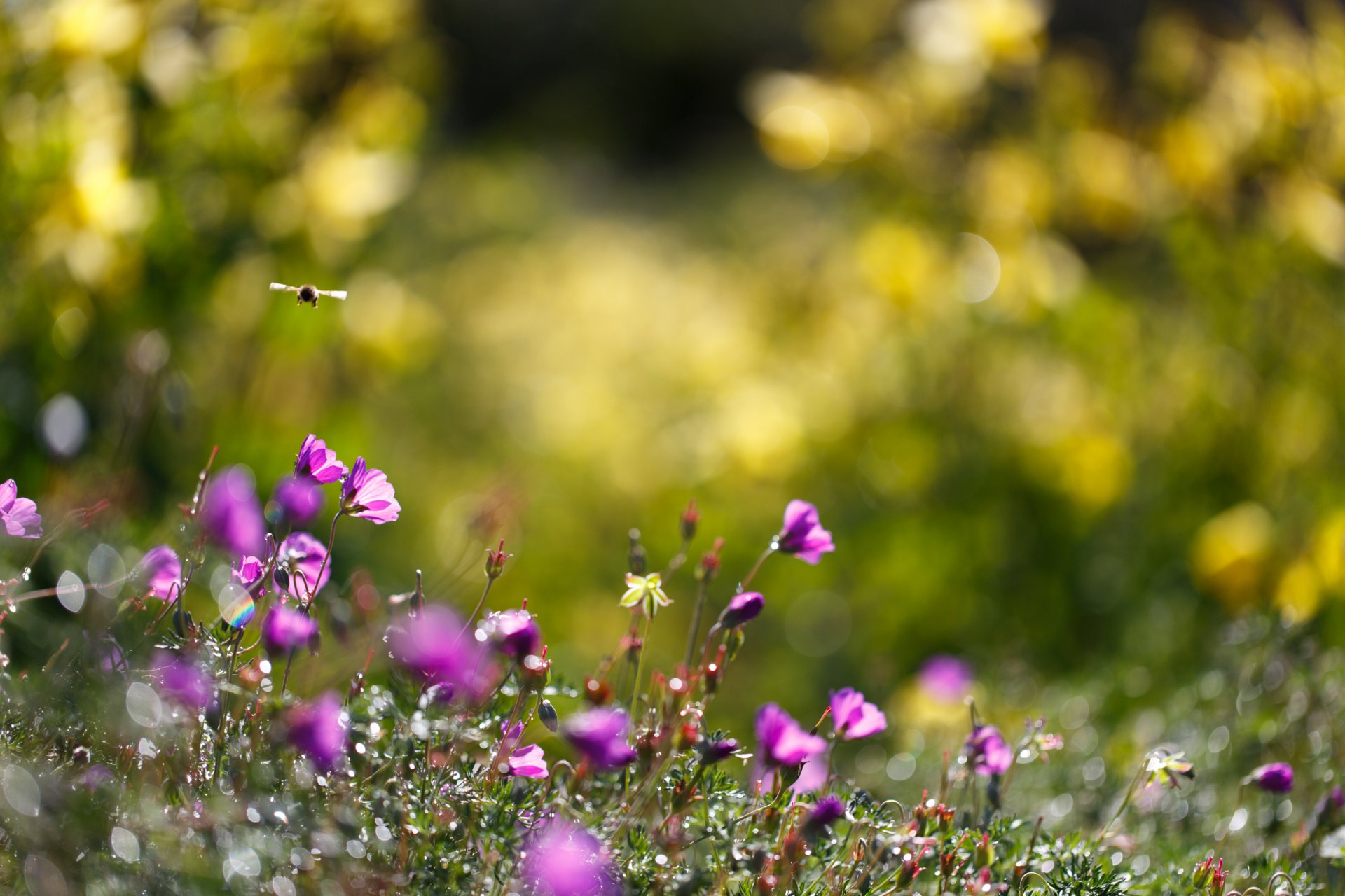 naturaleza flores abejorro verano hierba