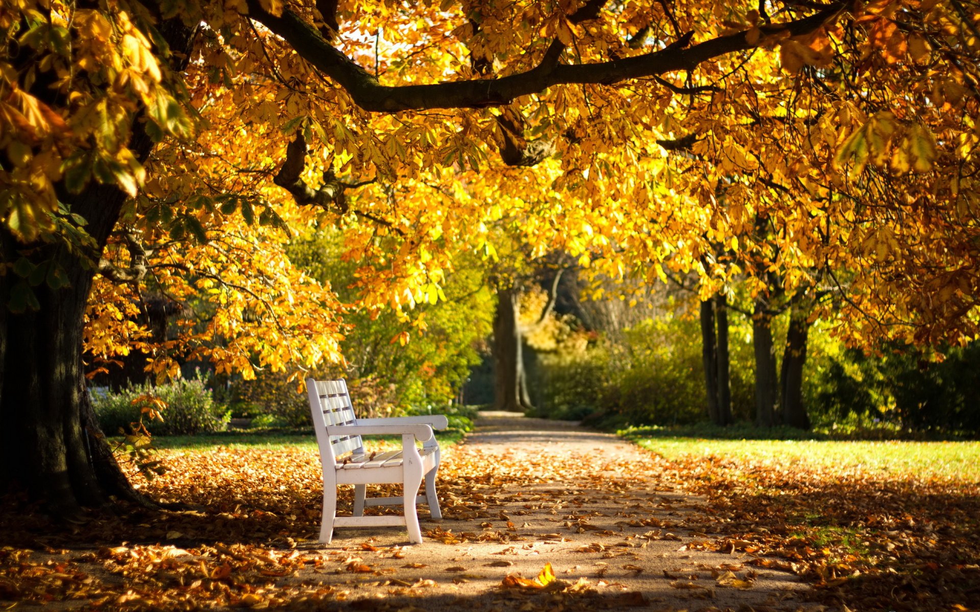 park ławka jesień