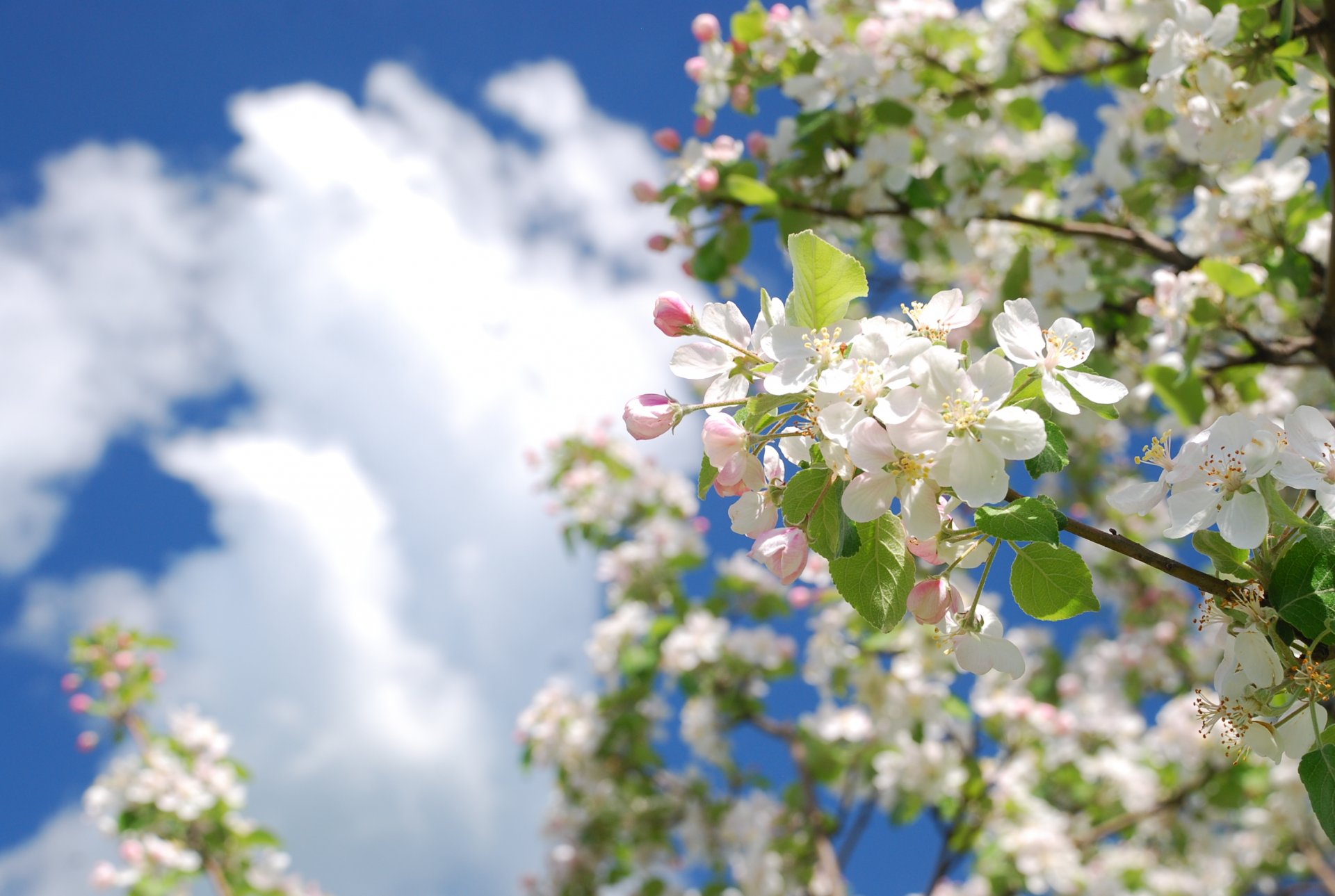 pring tree apple branch flowers sky cloud