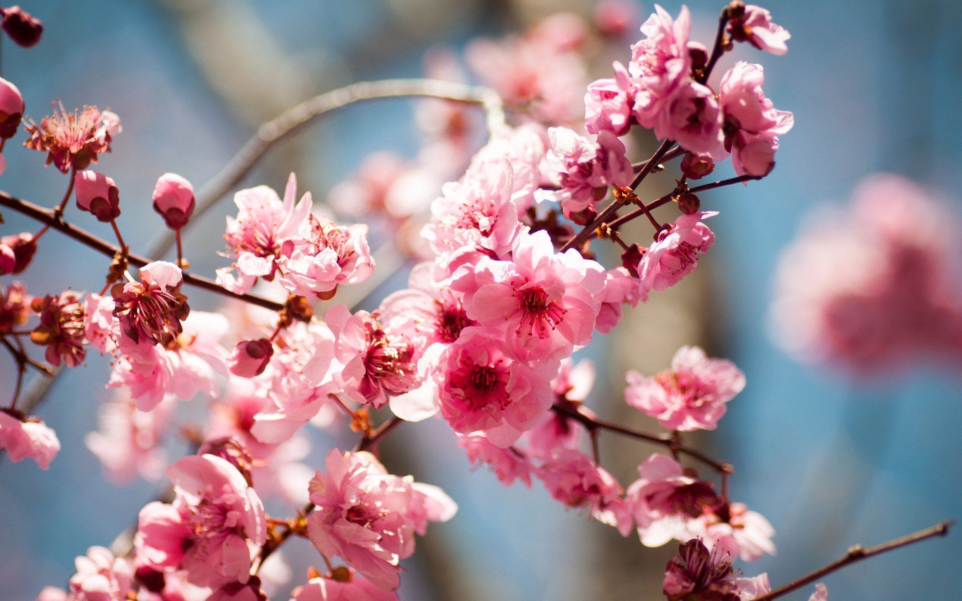 tree bloom flower spring fruit