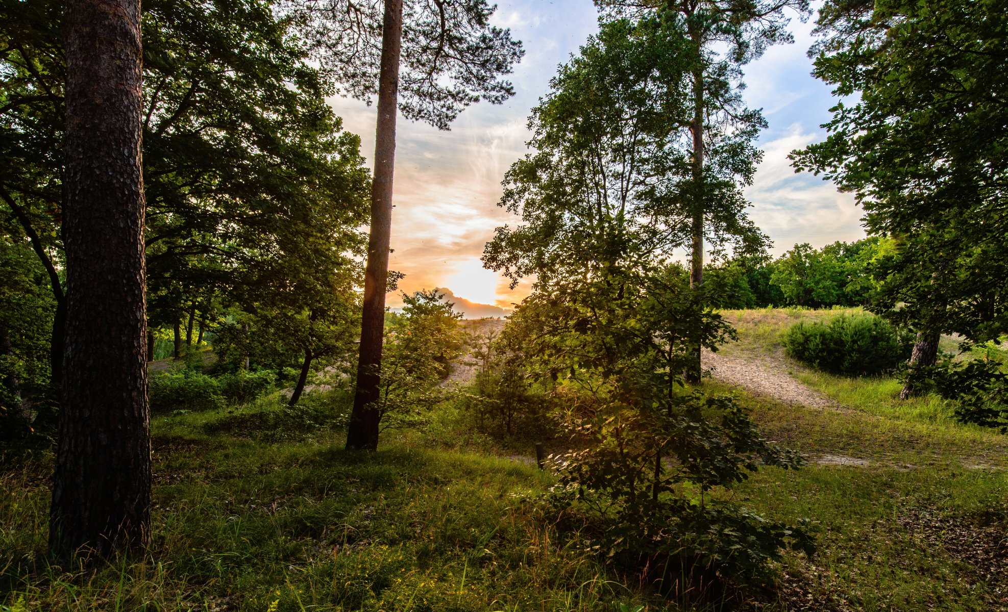 forêt arbres feuillage herbe sentier soleil lever du soleil ciel nuages