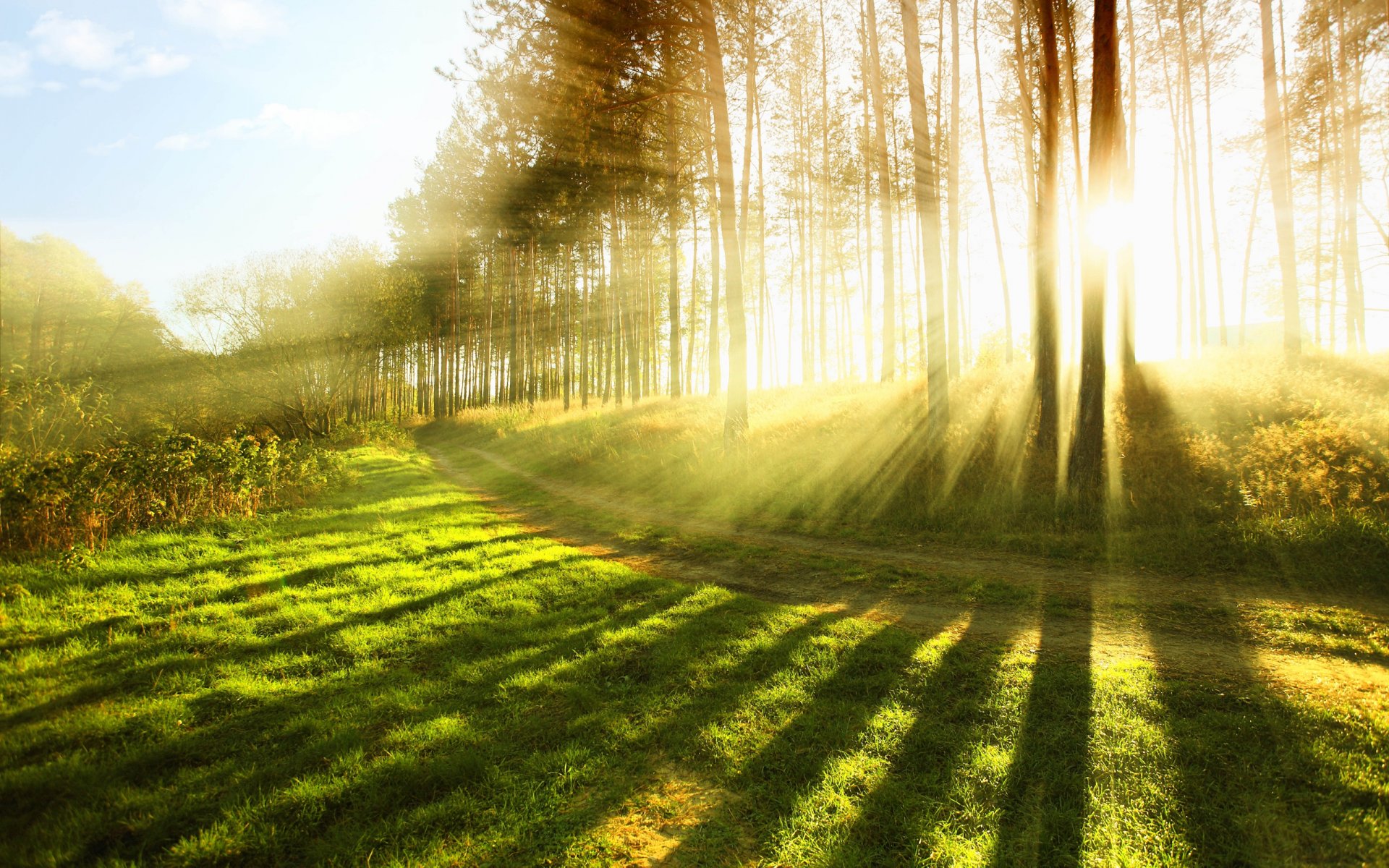 nature arbre arbres forêt lumière herbe soleil rayons printemps été chaleur humeur lieux péché widscreen fonds d écran fonds d écran widescreen