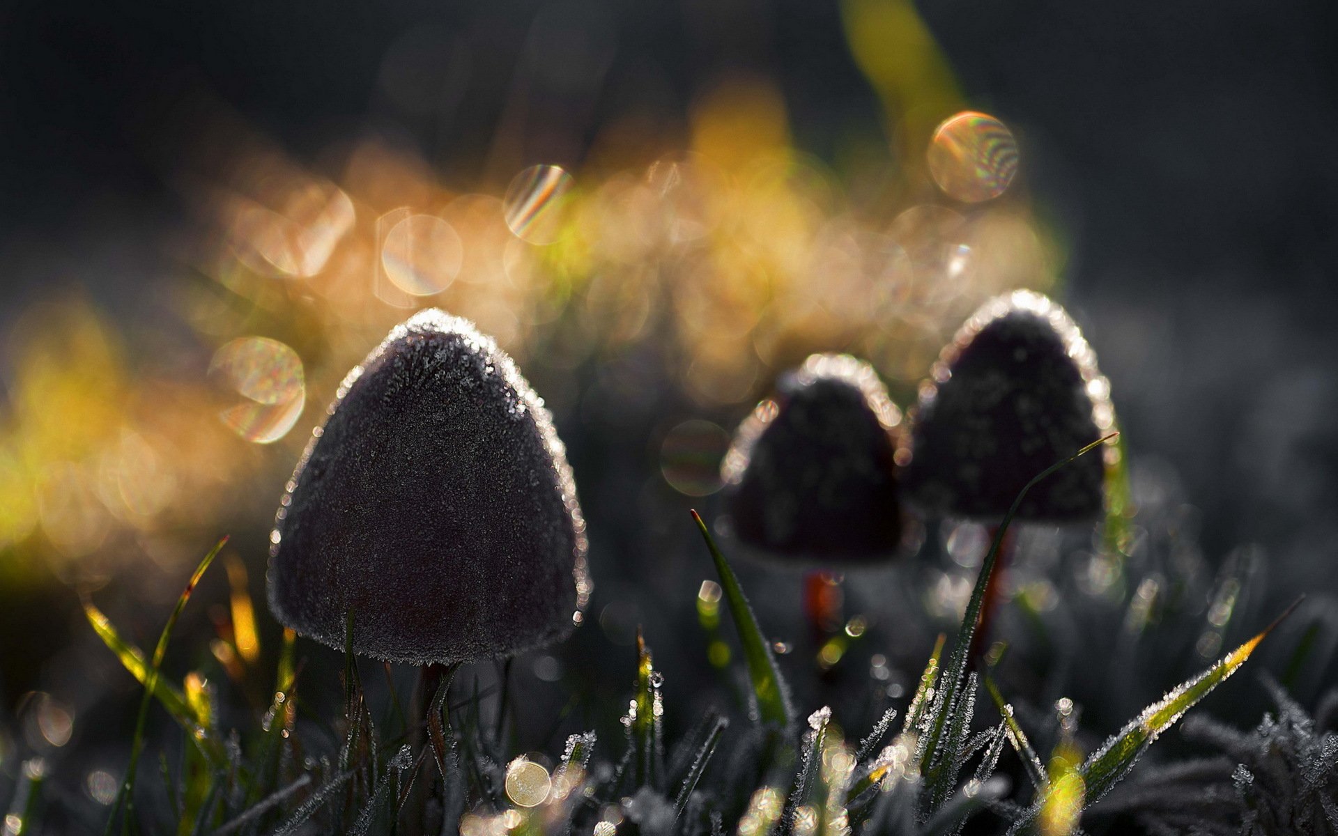 mushrooms nature light