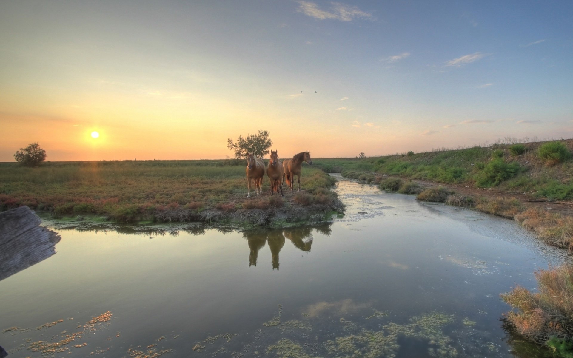 río cauce caballos puesta de sol