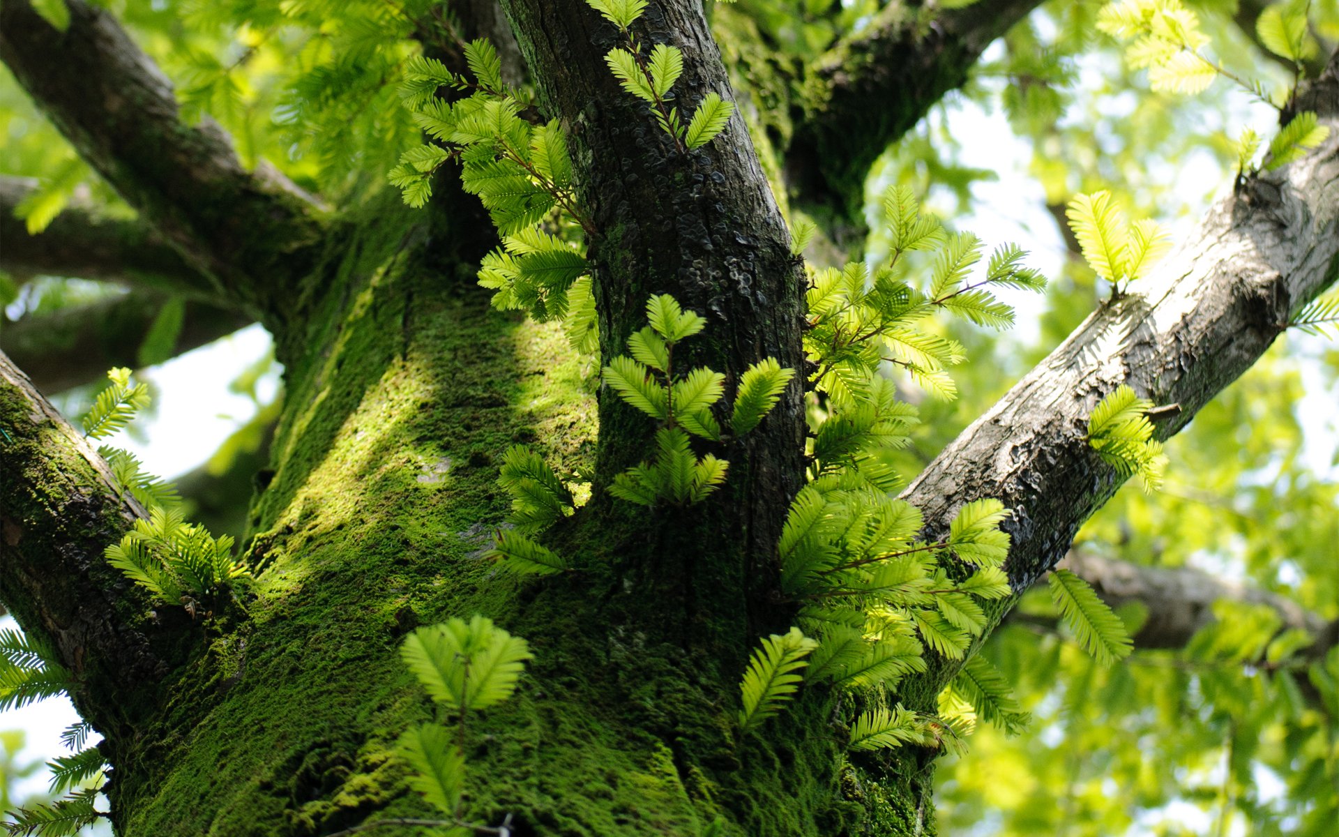 baum zweige blätter moos stamm