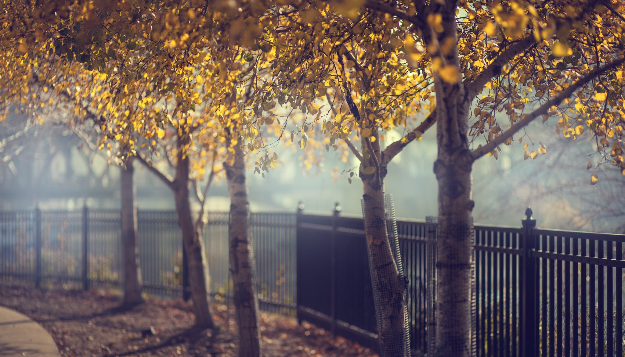 herbst bäume zaun