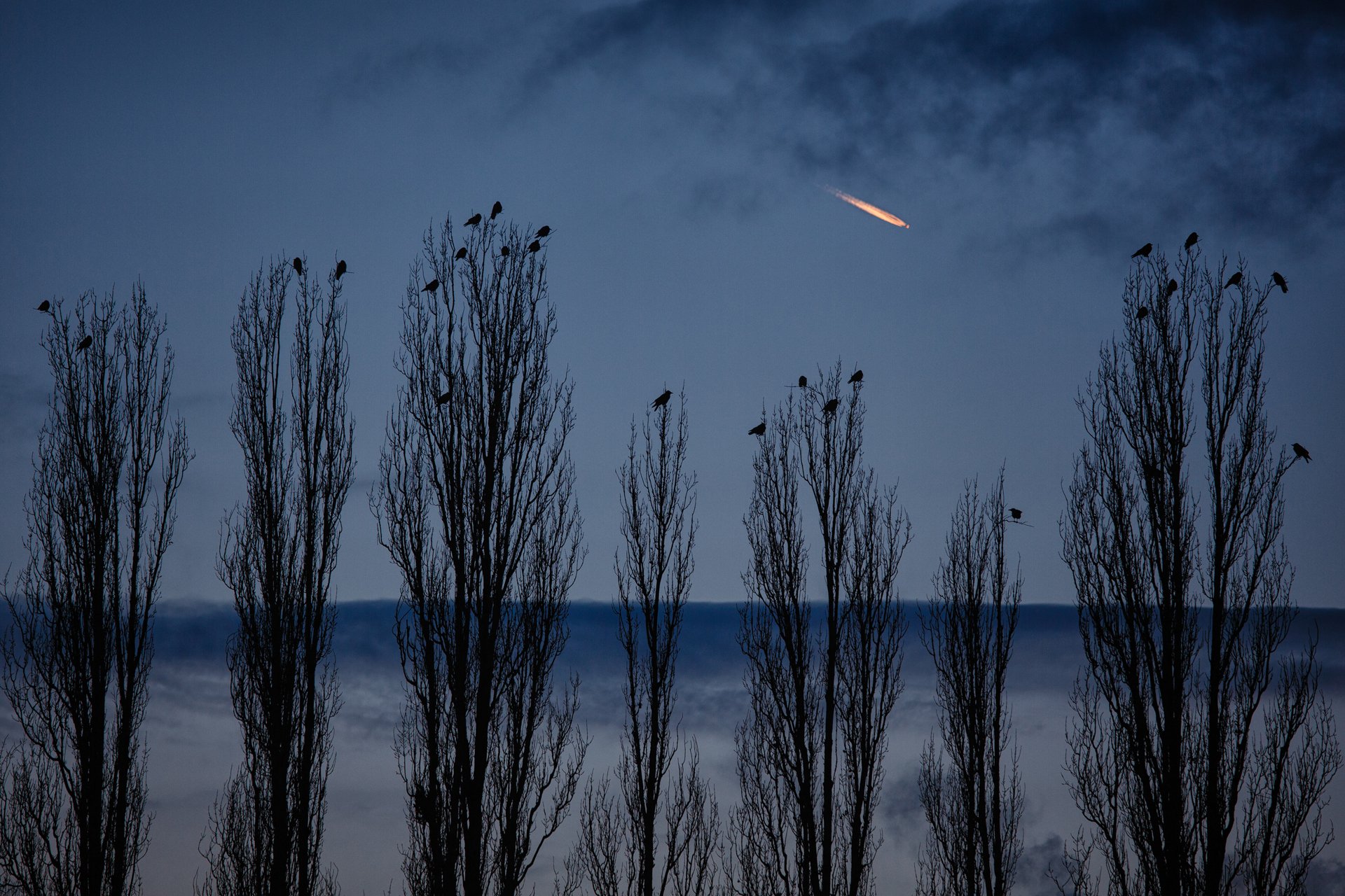 nature raven poplar night sky plane berlin germany cornelli2010 photography