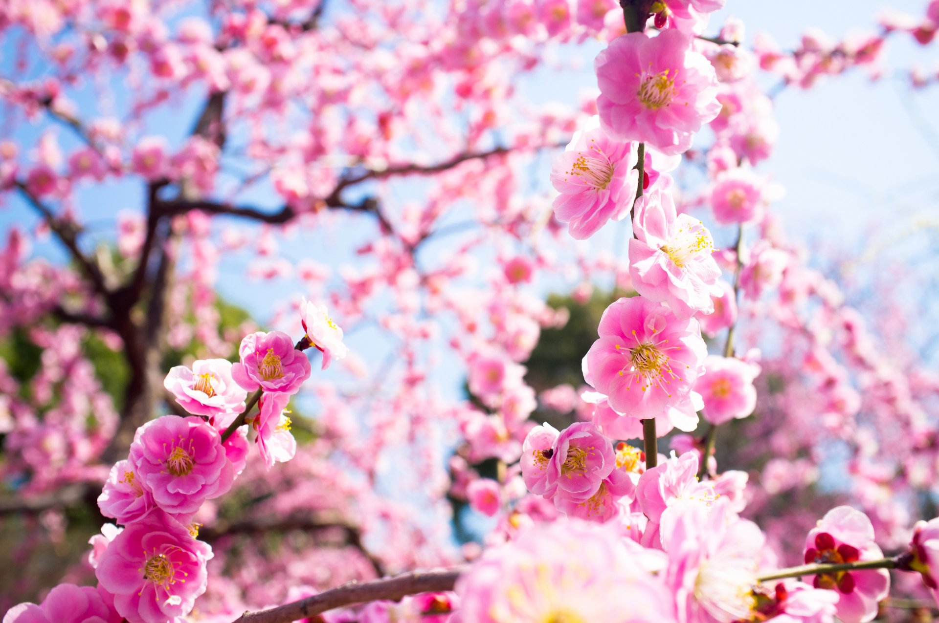 fiori rosa fioritura albero prugna rami natura primavera luce macro