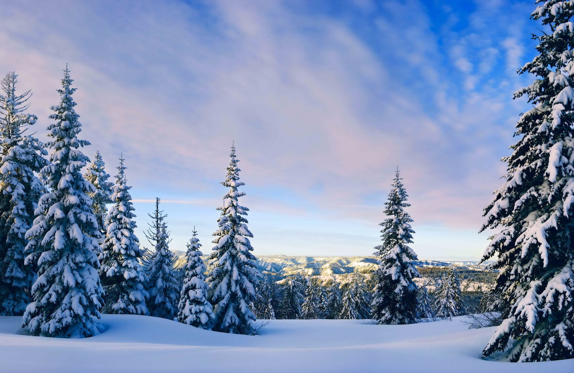 winter spruce sky clouds night